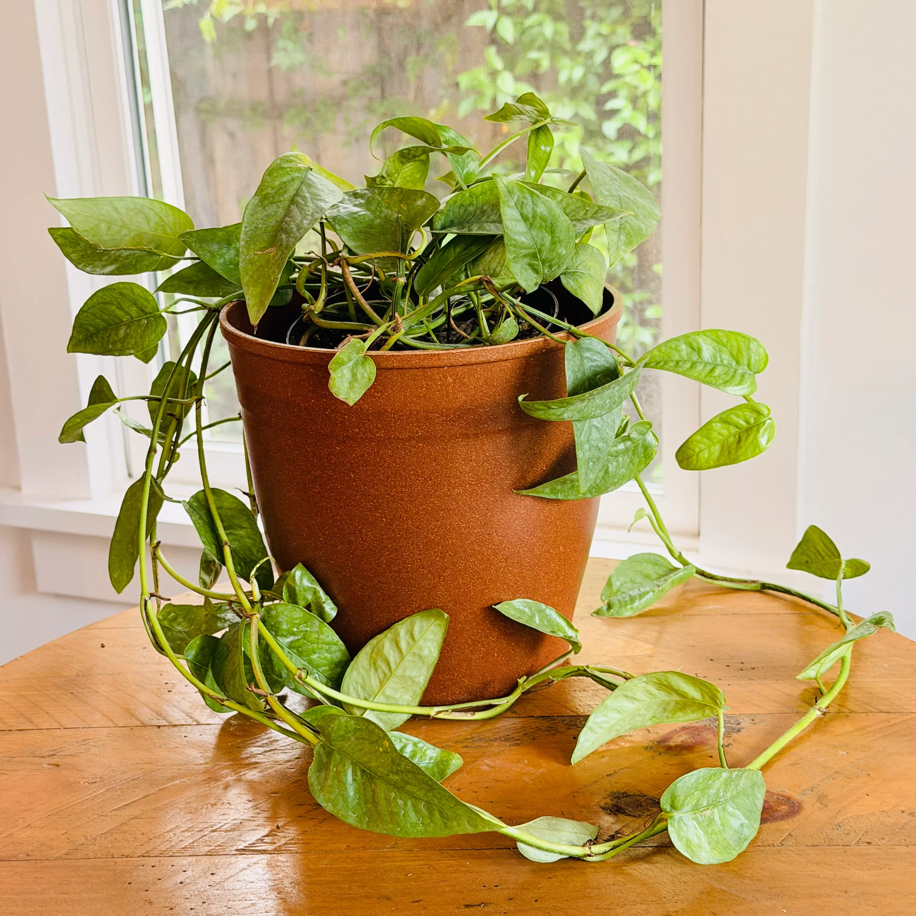 House Plant & Pot