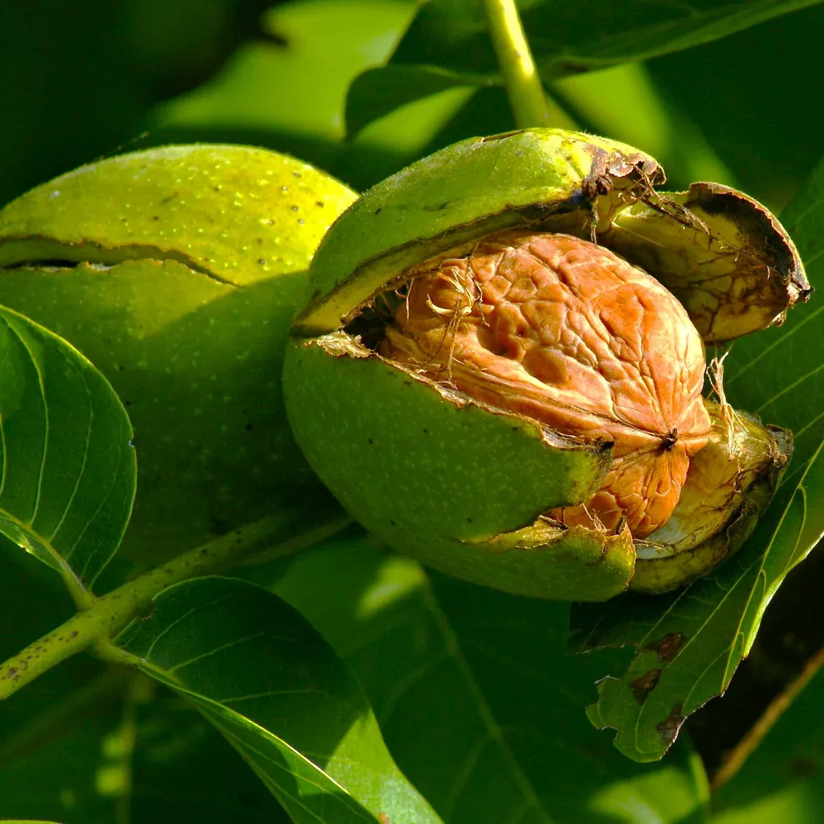 Howard English Walnut Tree