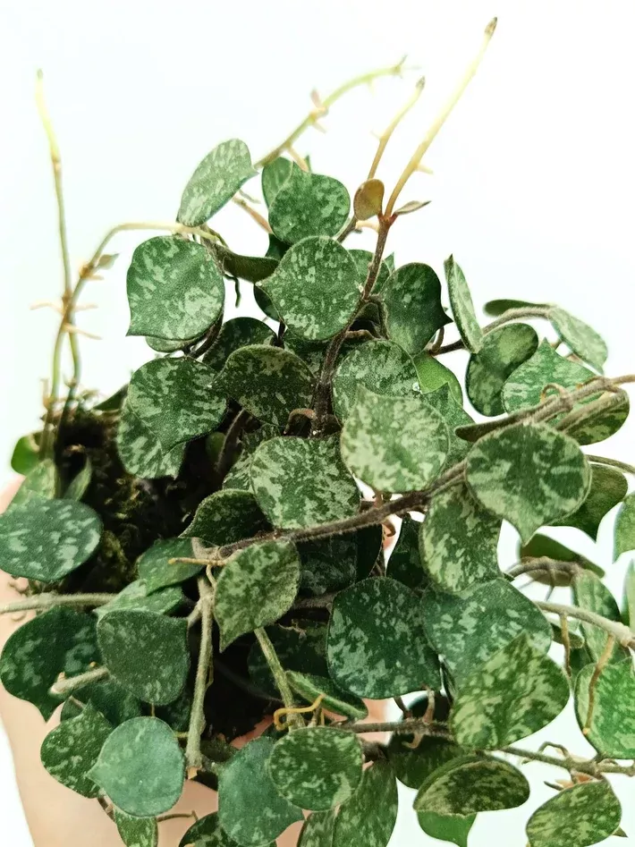 Hoya curtisii Cutting 6” | Fresh Wax Plant for Propagation | Rare Trailing Houseplant | Silver-Leaf Vine, Easy to Root, Indoor Plant