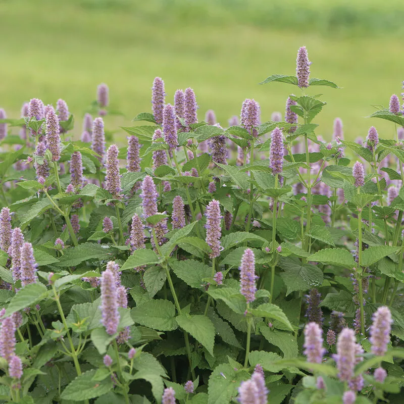 Hyssop