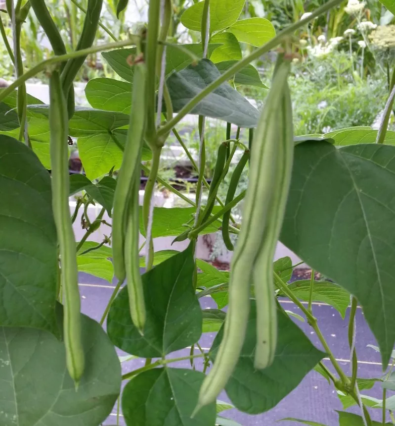 Ideal Market Bean