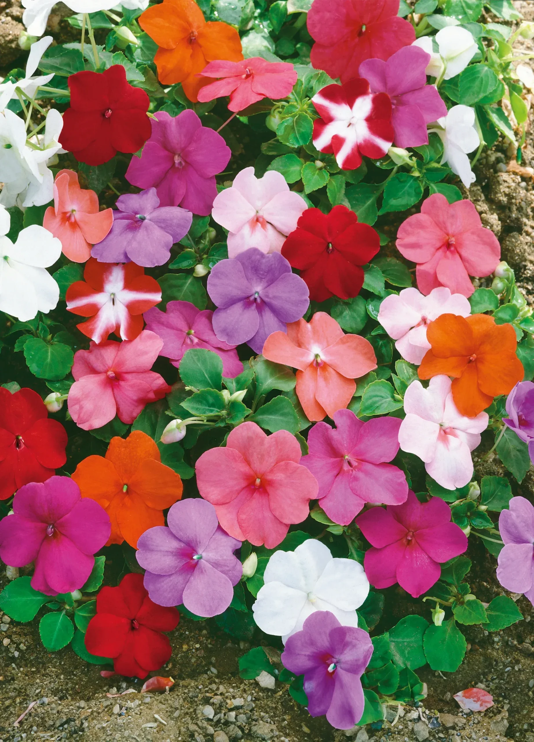 Impatiens | Mixed Colours