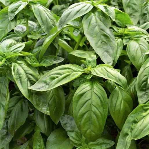 Italian Large-Leaf Basil