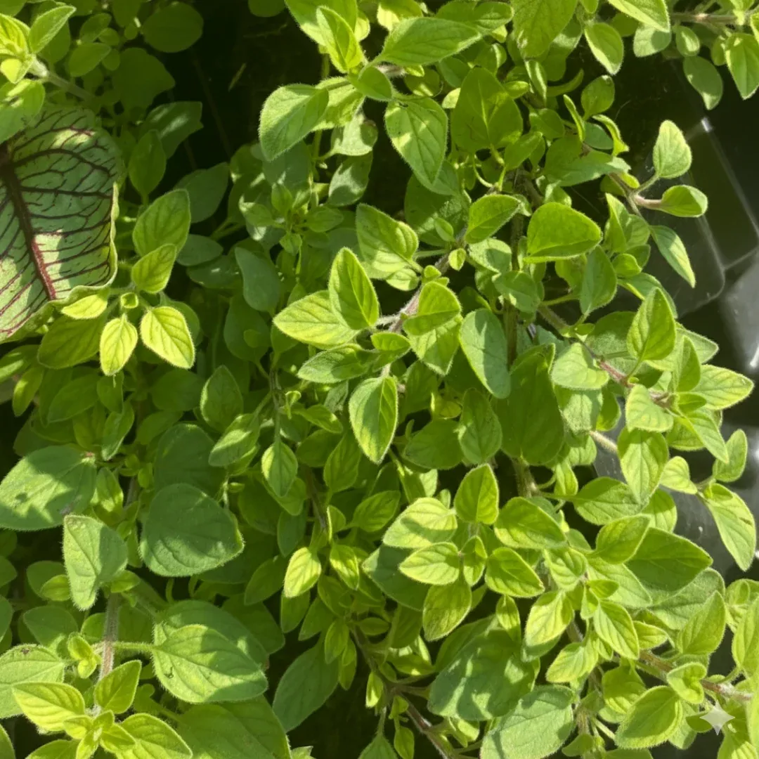 Italian Oregano, 2" plant