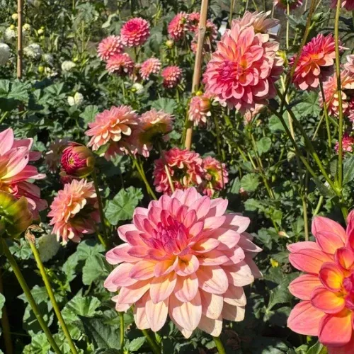 'Jabberbox' Dahlia (Decorative or Semi-Dinnerplate)