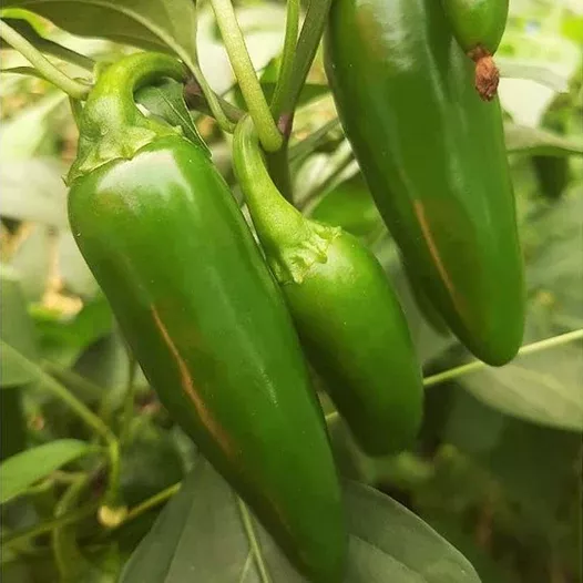 Jalapeno M Pepper