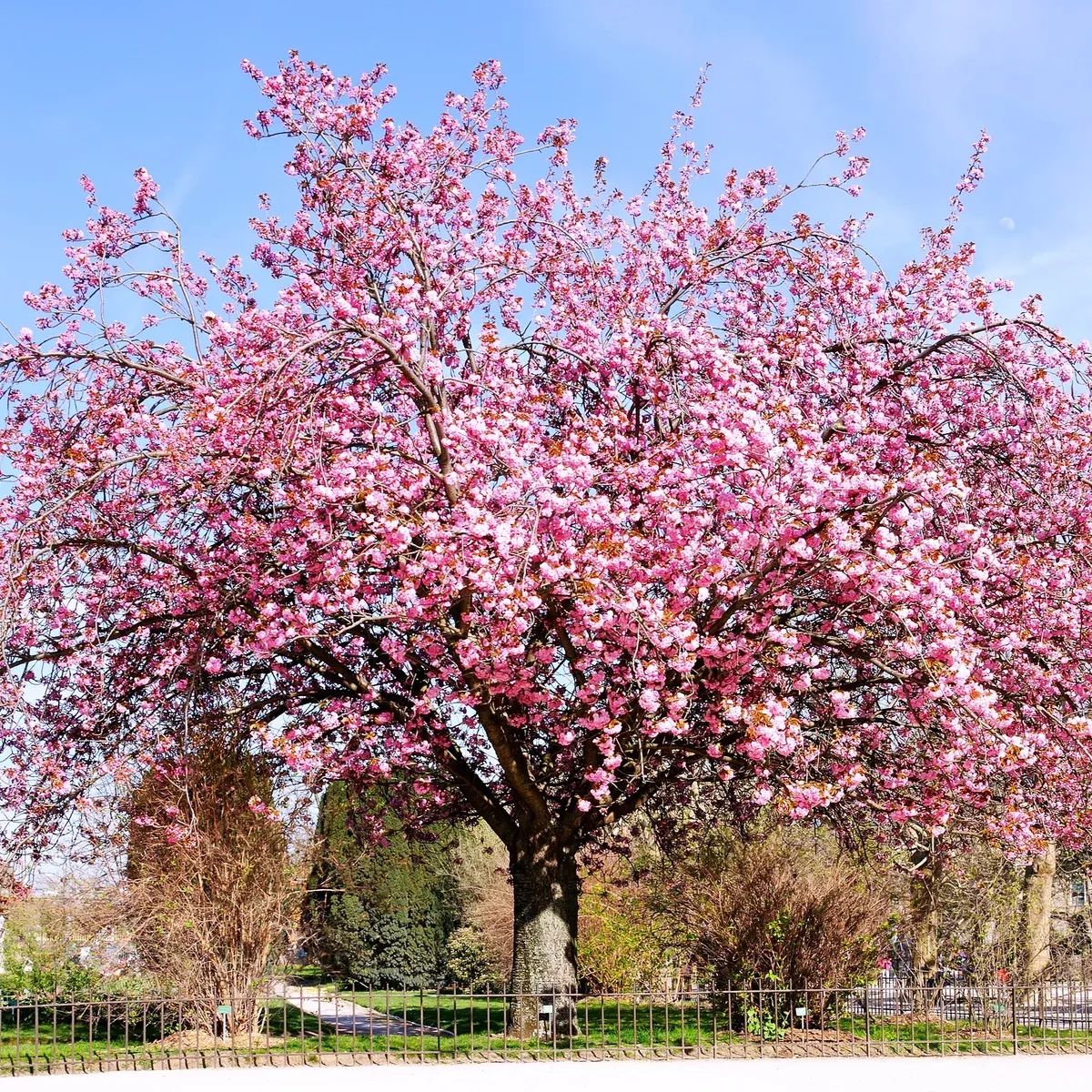 Japanese Cherry Blossom Tree
