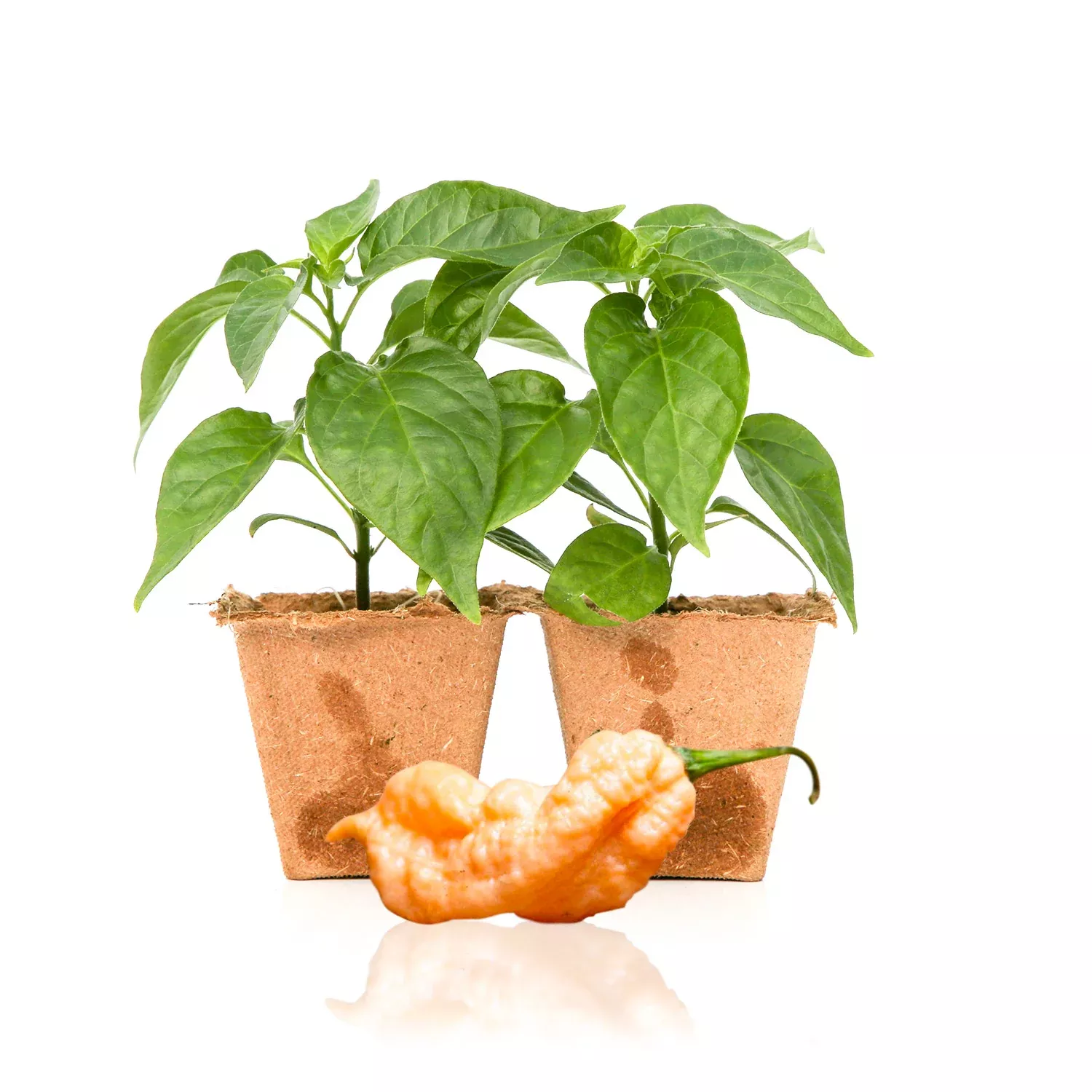 Jay's Peach Ghost Scorpion Pepper Plants