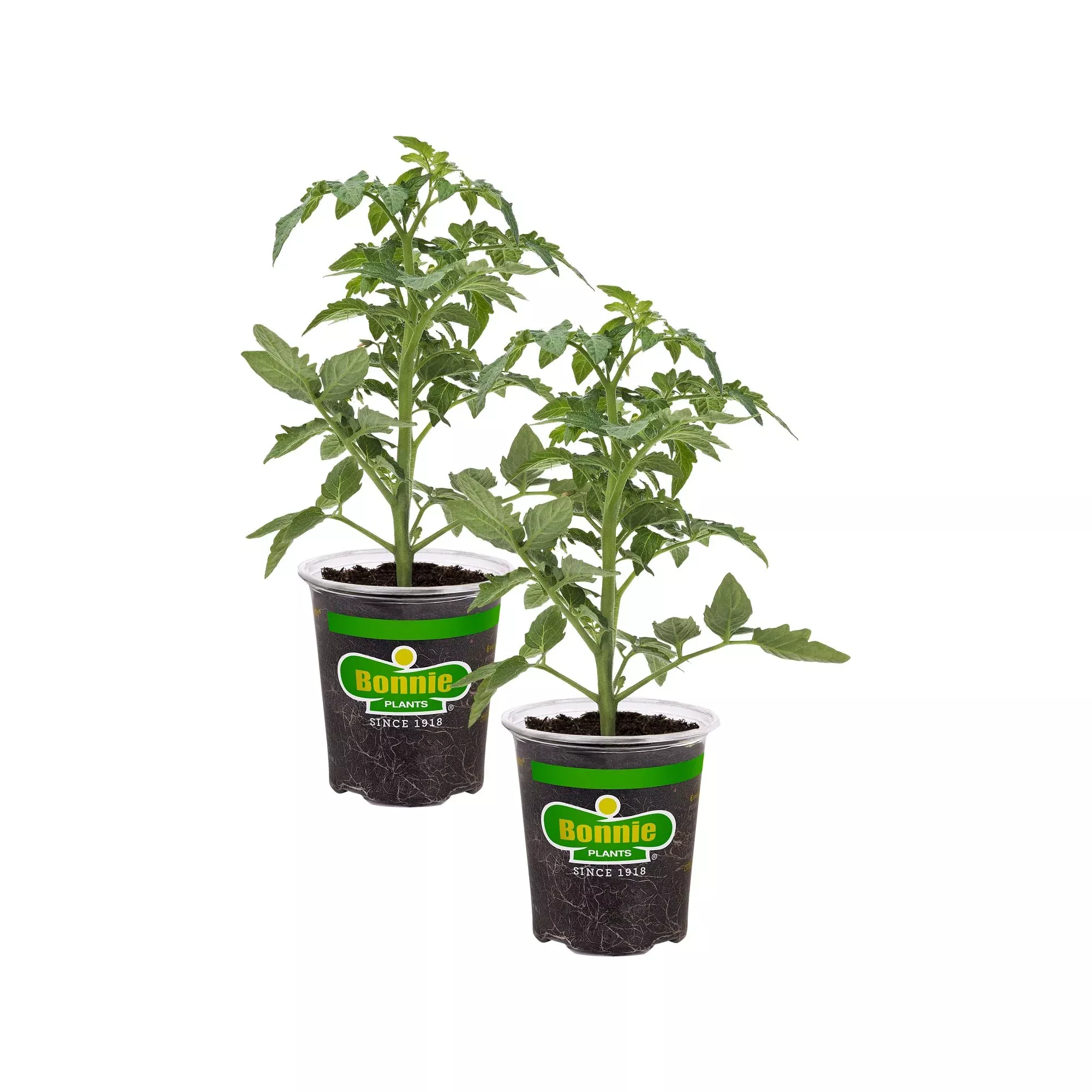 Jet Star Tomato (2 Pack)