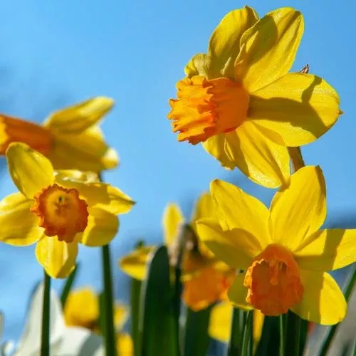 'Jetfire' Daffodil (Early Season Flowering)