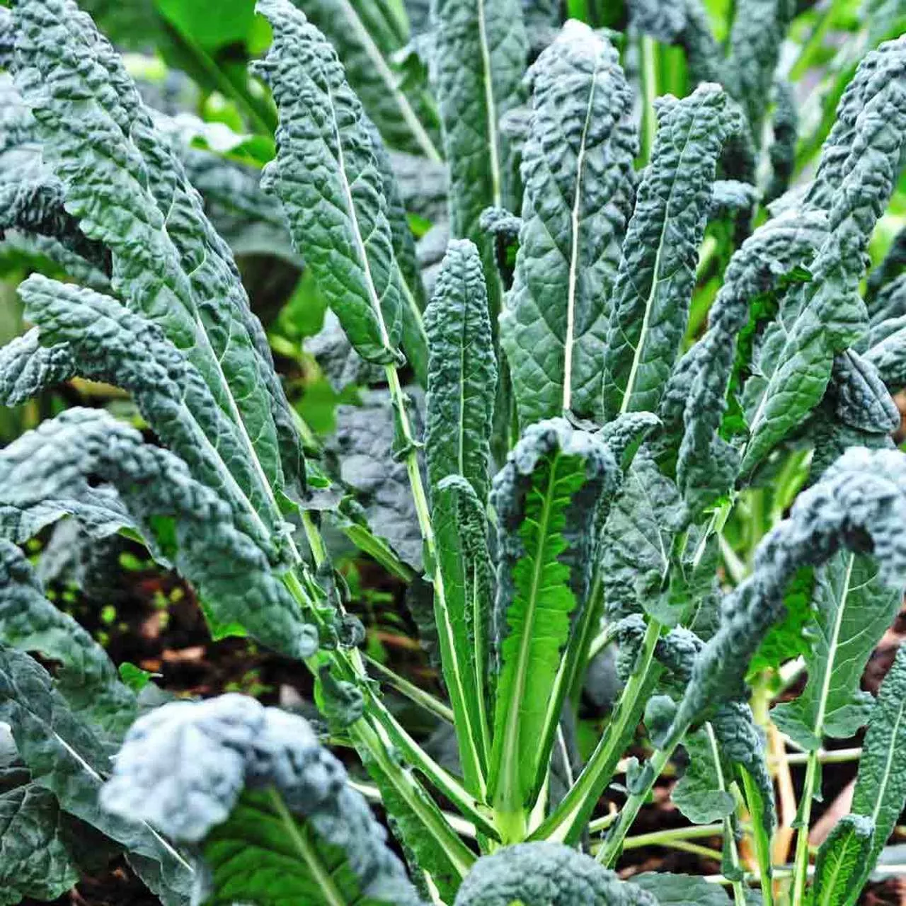 Kale Lacinato Seeds