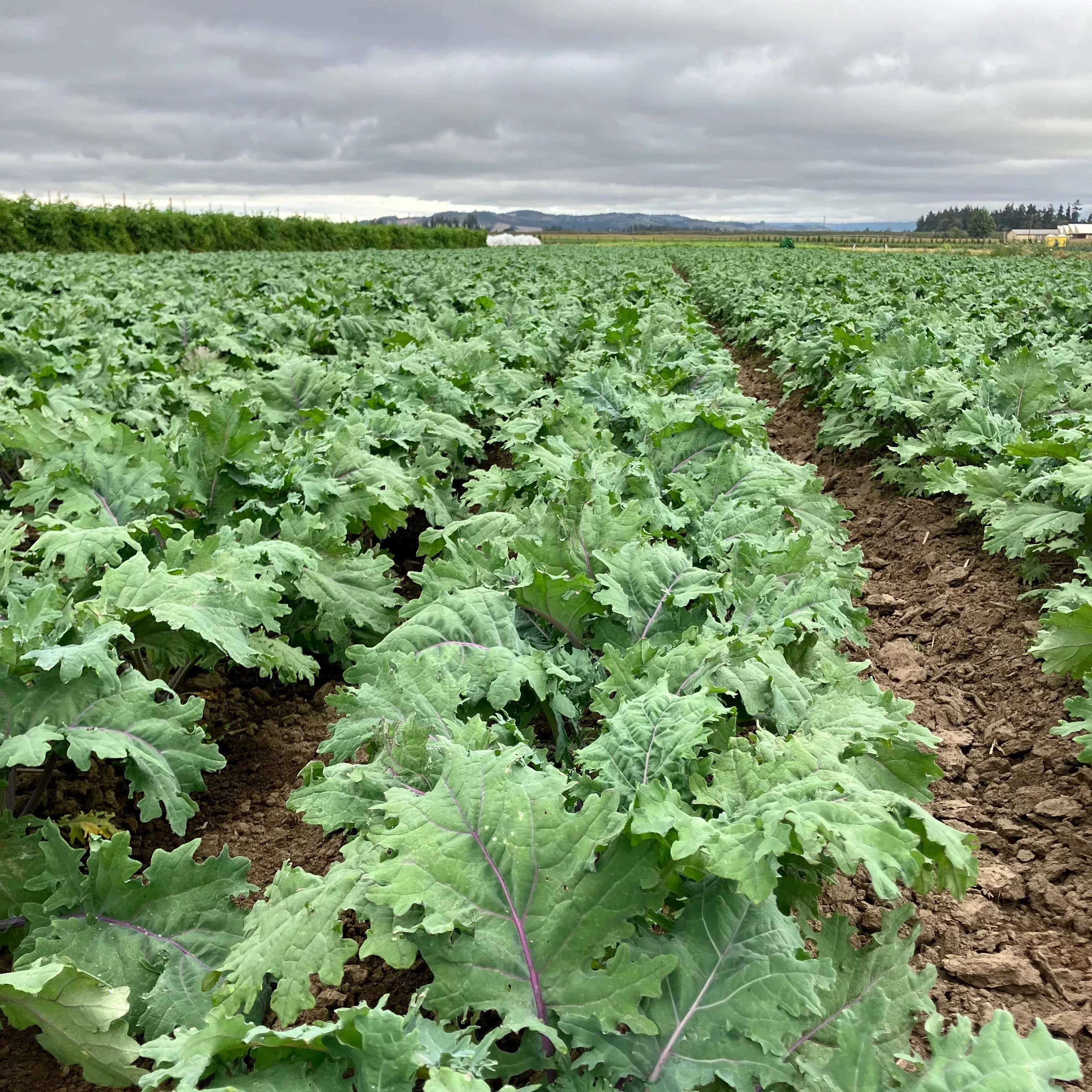 Kale ⁃ Organic Seed Red Russian