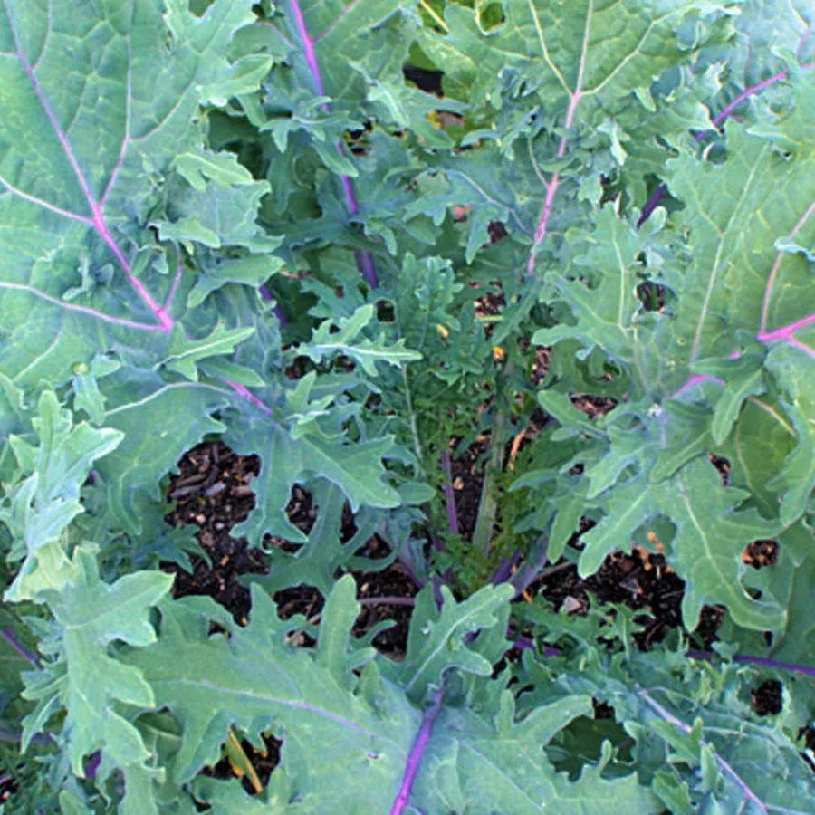 Kale Red Russian Seeds