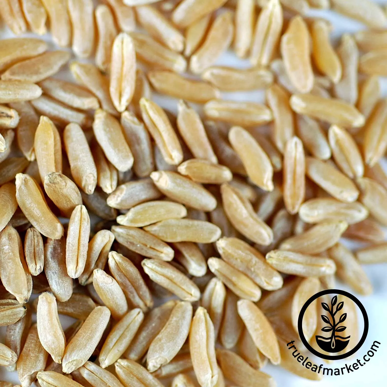 Kamut (Organic) - Bulk Grains