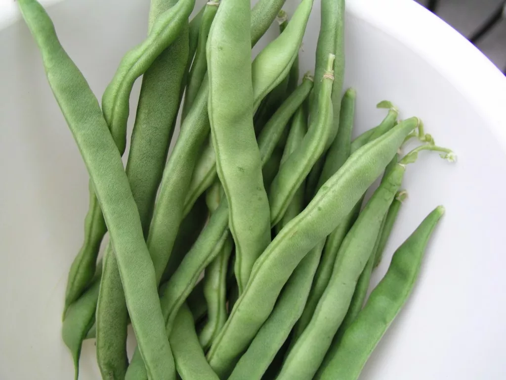 Kentucky Wonder Pole Beans