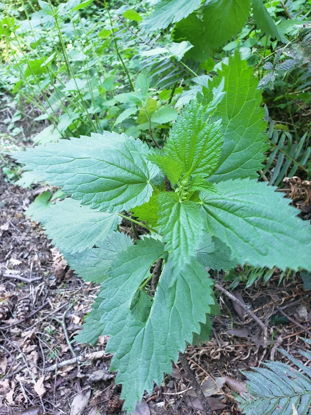 Large Wild Stinging Wood Nettle Bareroot Roots 20 Laportea canadensis