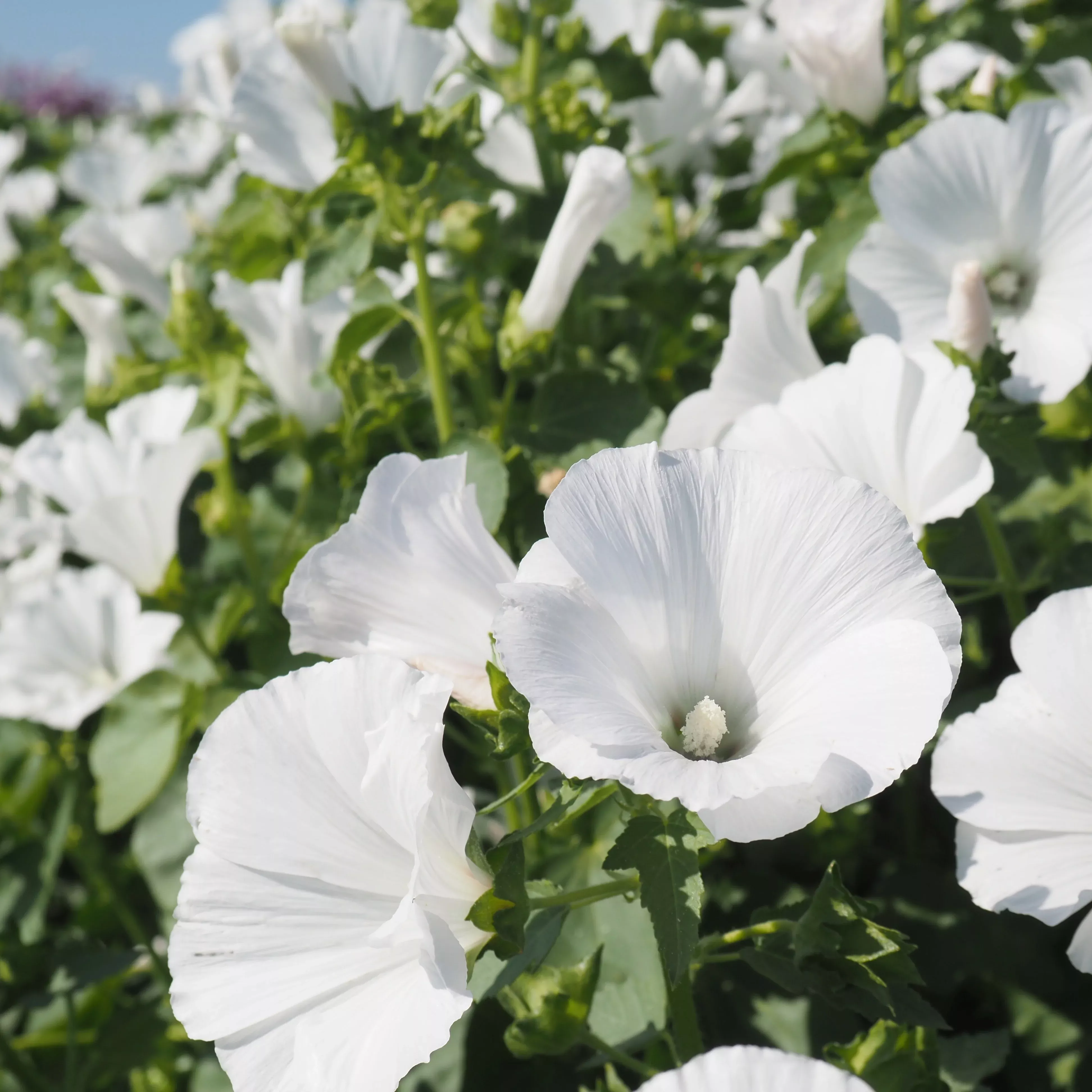 Lavatera (Rose Mallow) ⁃ Organic Seed Mont Blanc