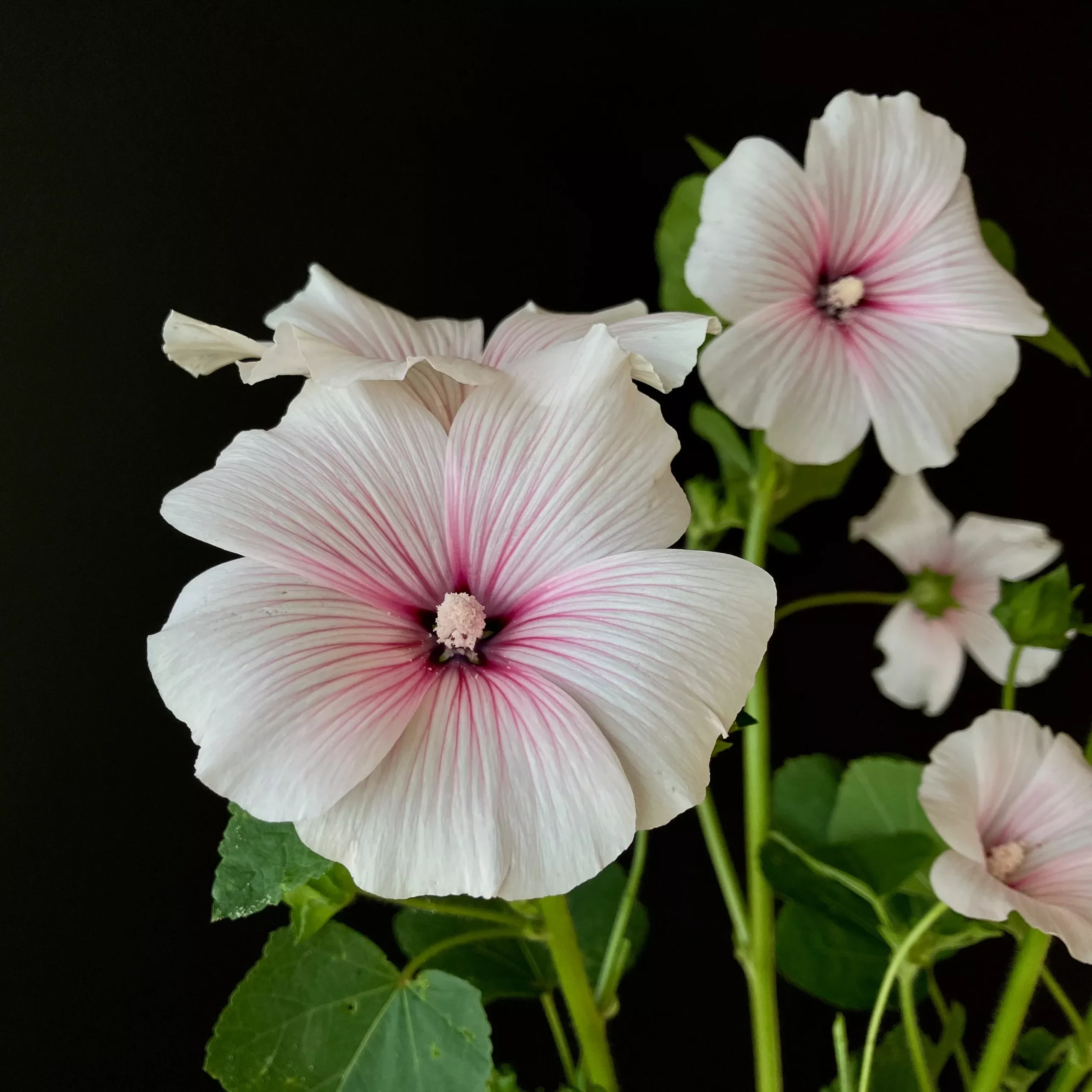 Lavatera (Rose Mallow) ⁃ Organic Seed Pink Blush