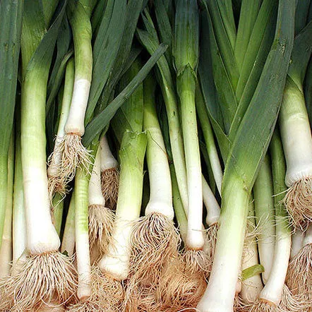 Leek American Flag Seeds