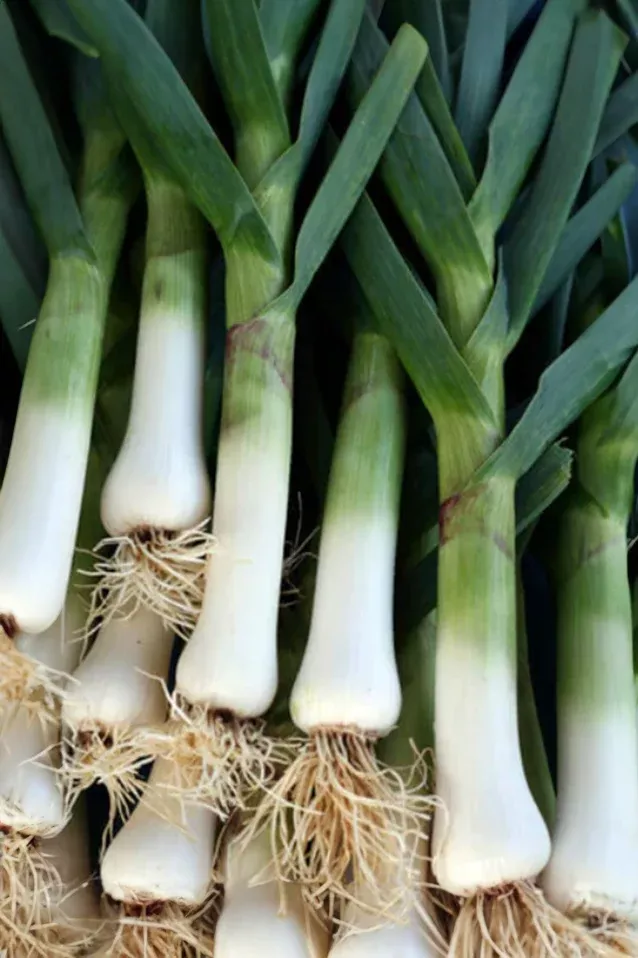 Leek | Giant Musselburg ORGANIC