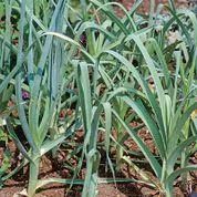 Leeks
