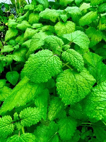 Lemon Balm