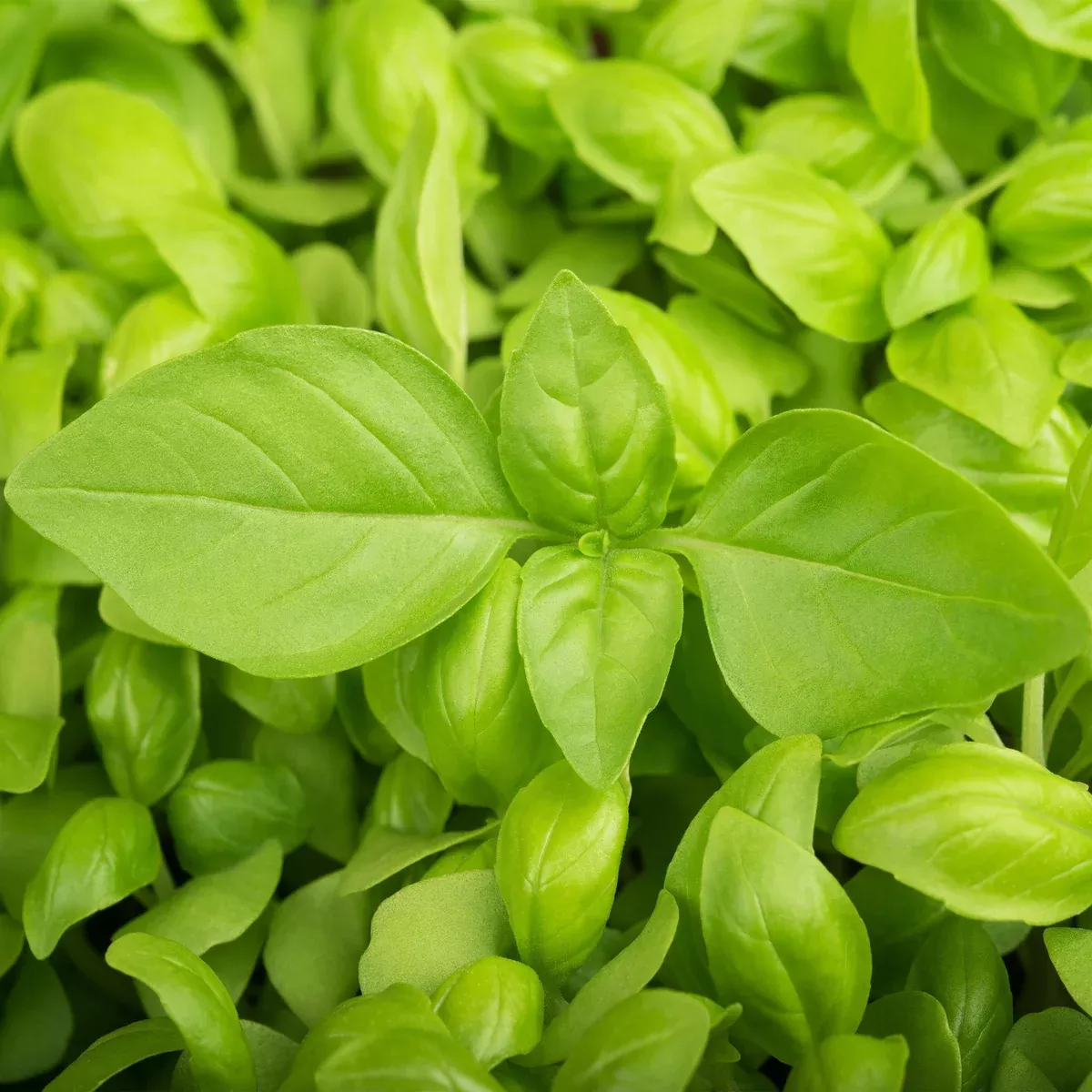 Lemon Basil