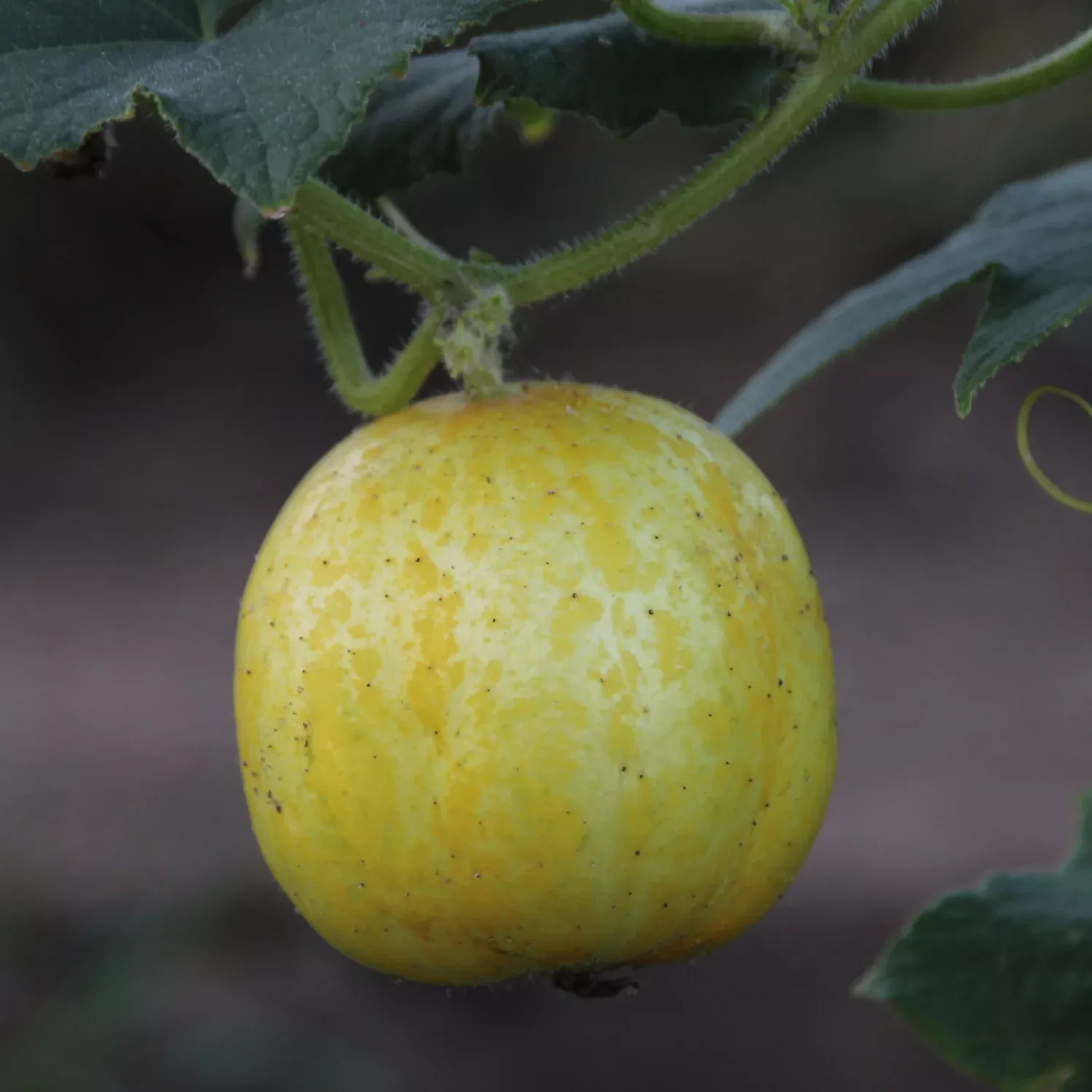 Lemon Cucumbers