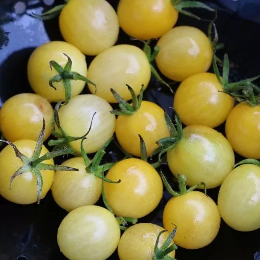 Lemon Drop Tomato Seeds