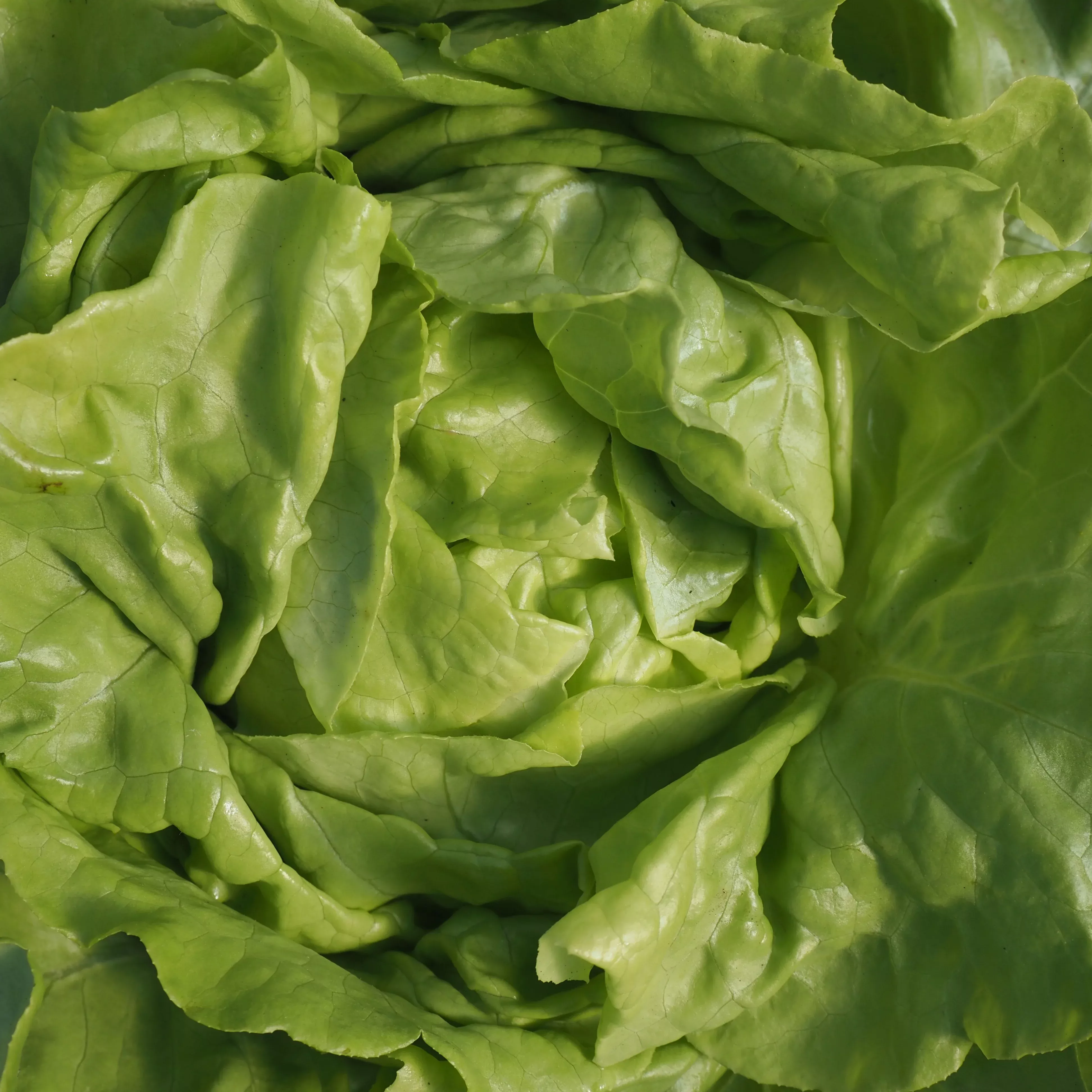 Lettuce ⁃ Organic Seed Capitan