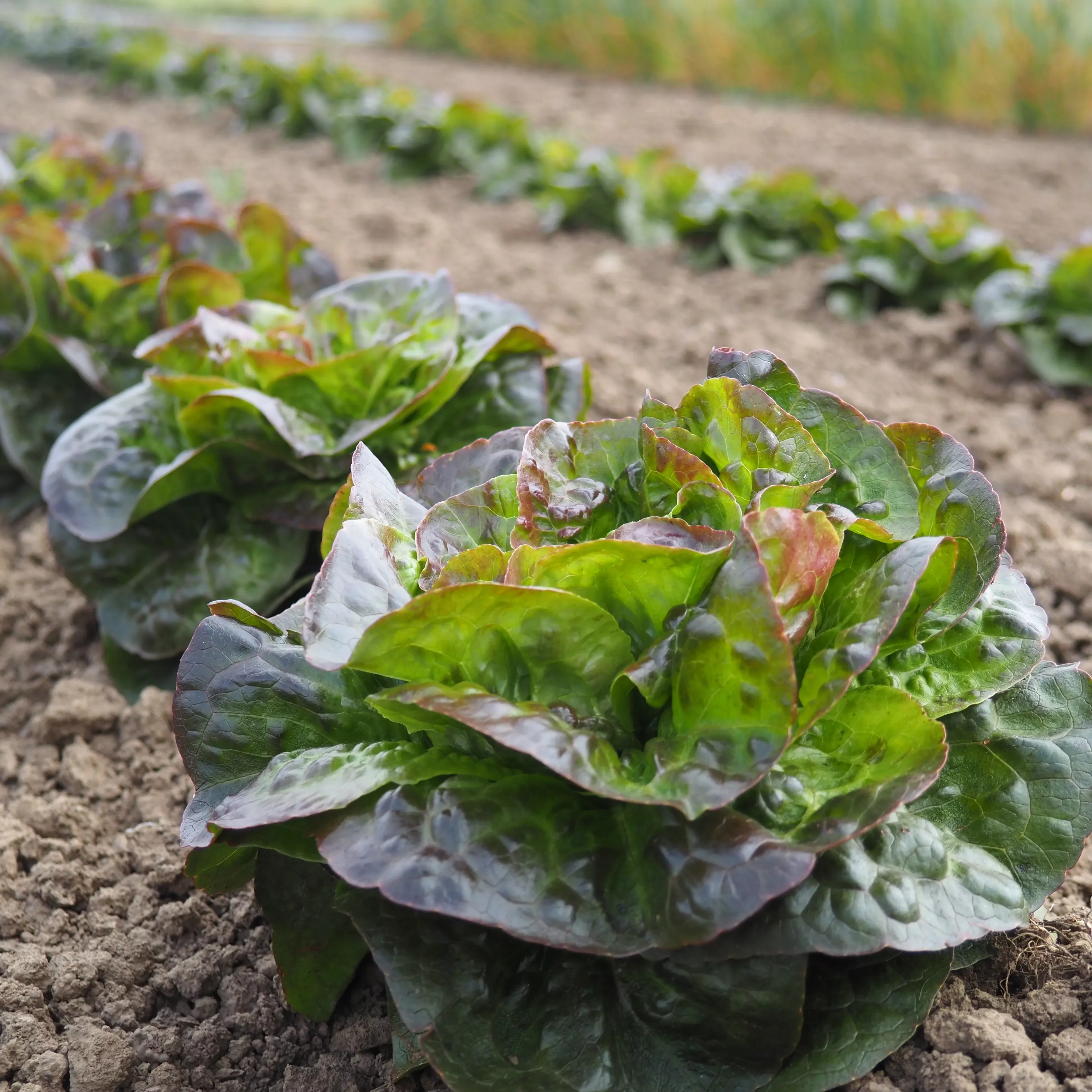 Lettuce ⁃ Organic Seed Cegolaine