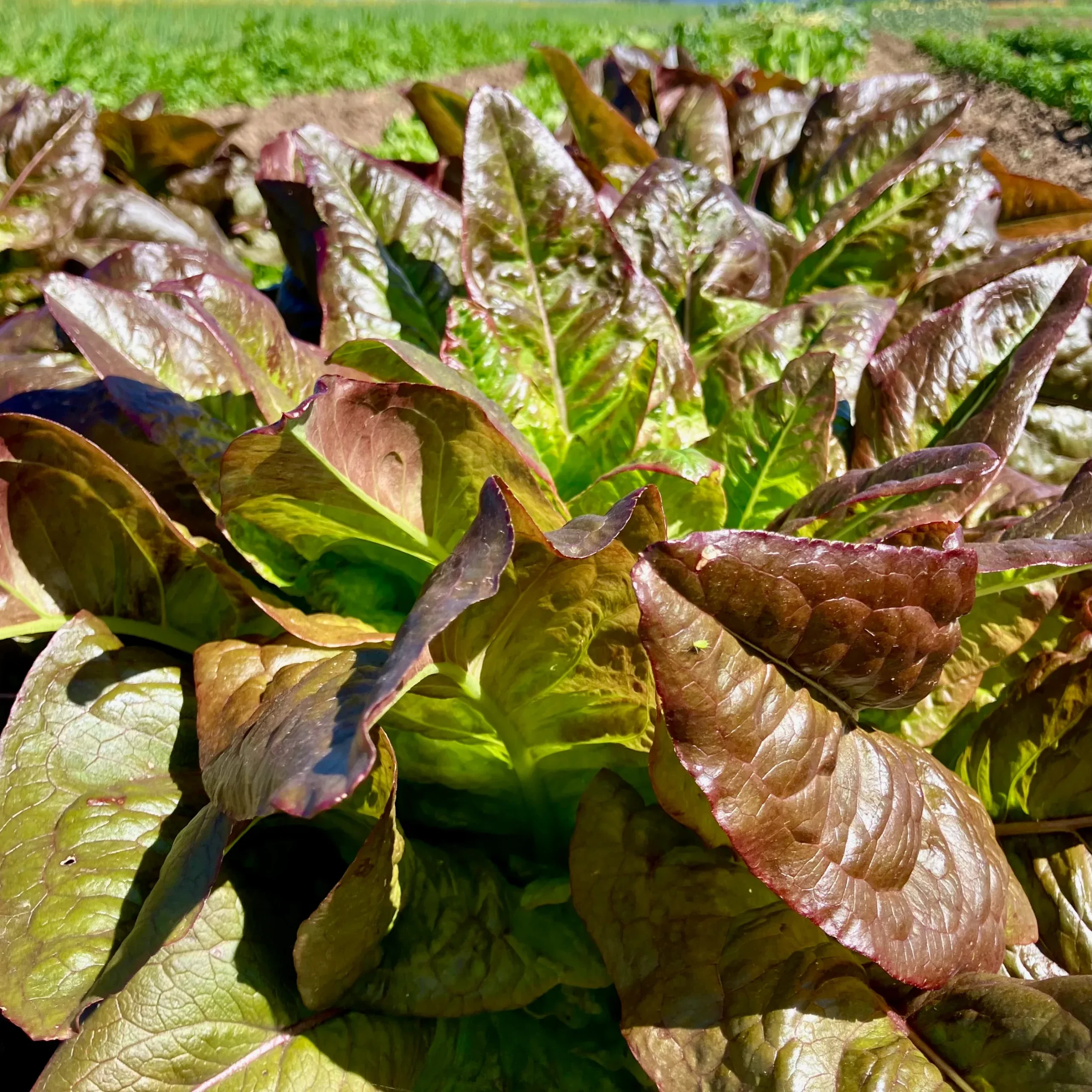 Lettuce ⁃ Organic Seed Devil's Ears
