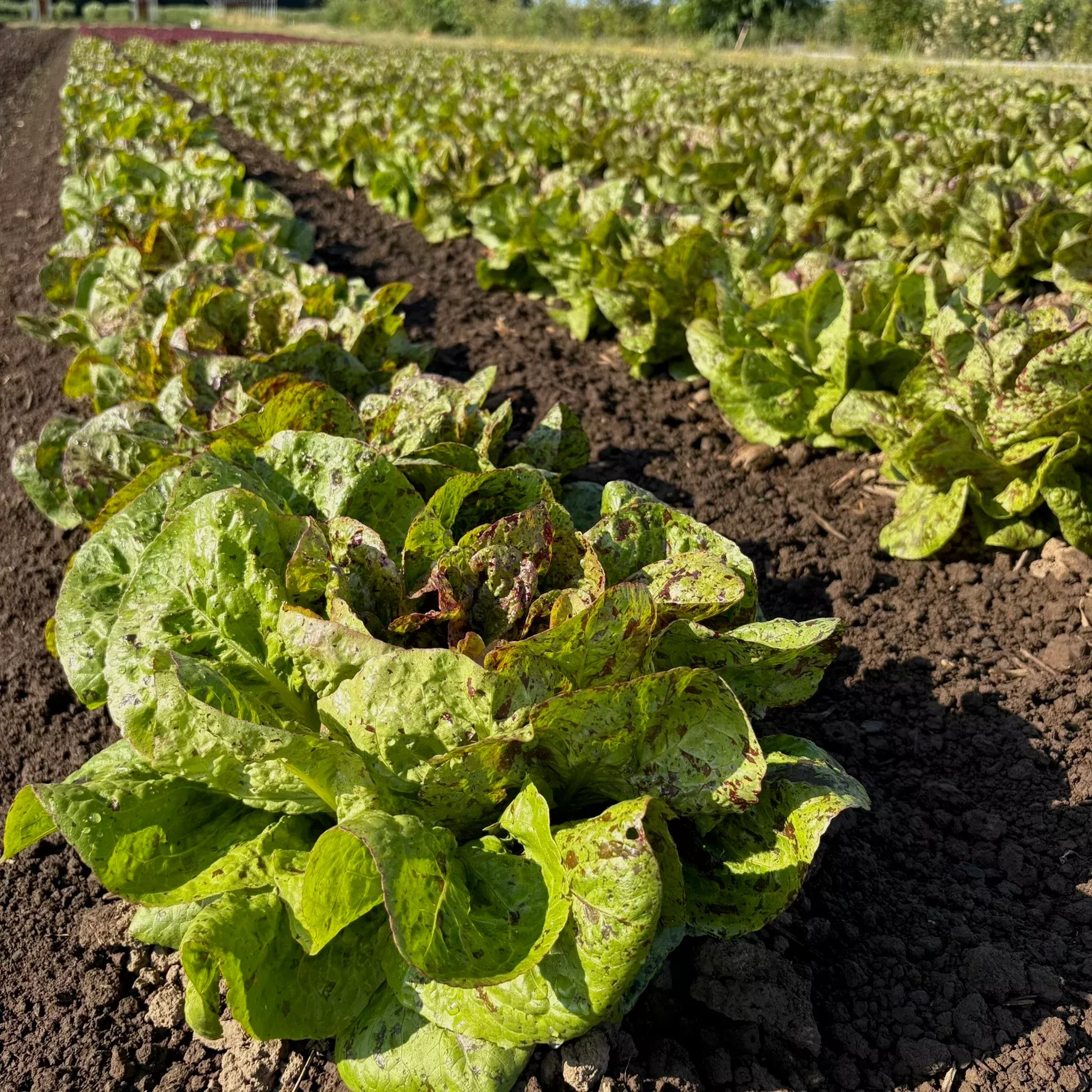 Lettuce ⁃ Organic Seed Flashy Trout Back