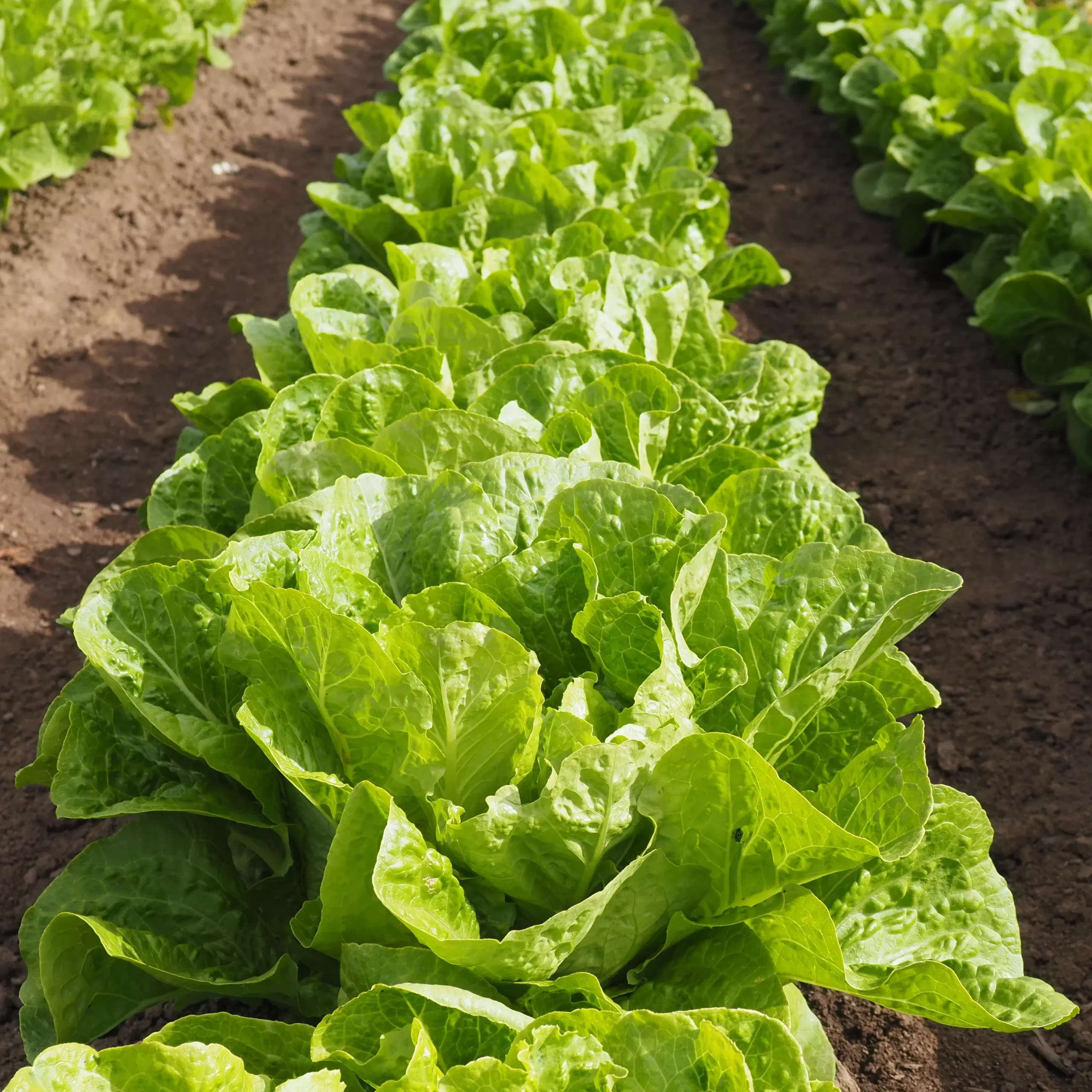 Lettuce ⁃ Organic Seed Jericho