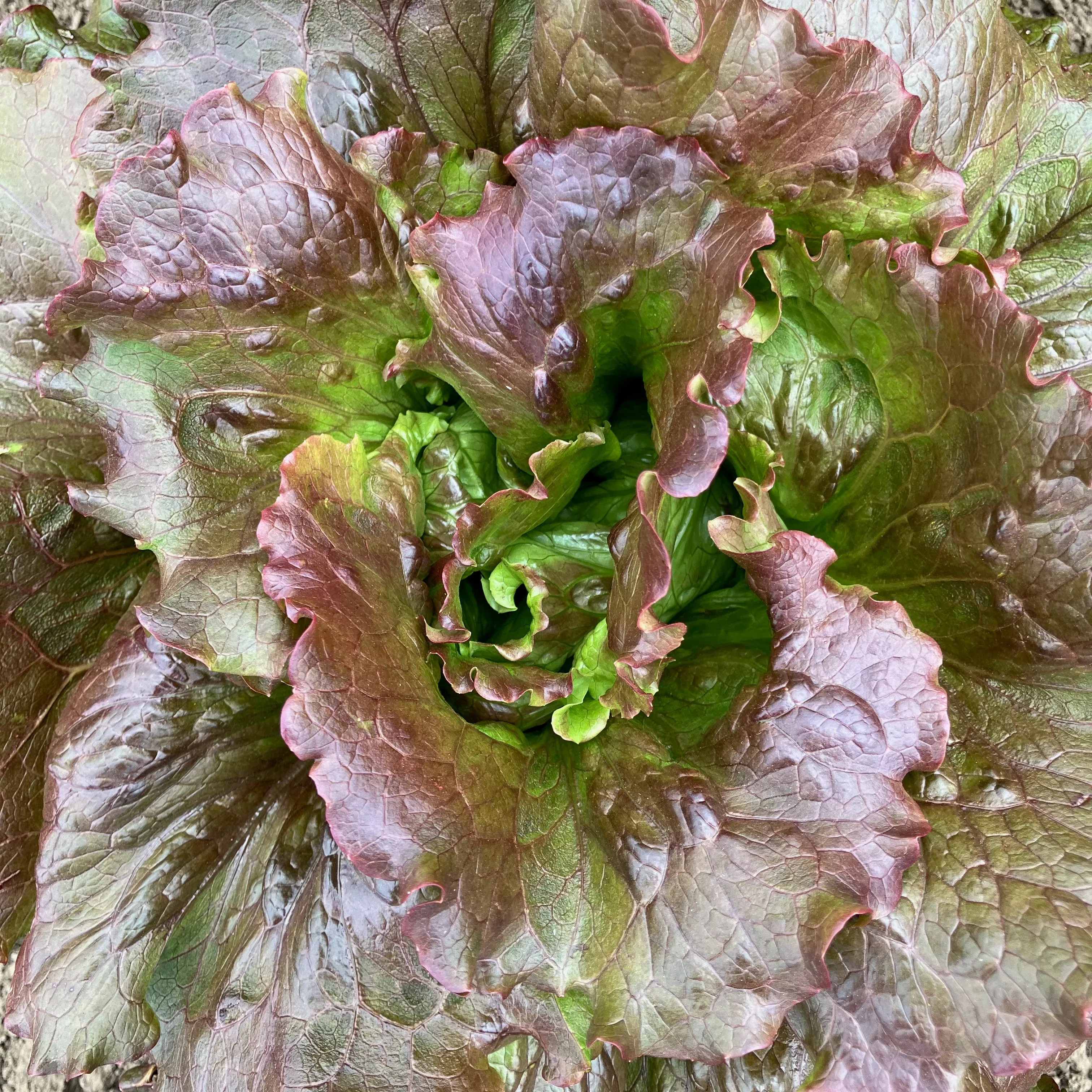 Lettuce ⁃ Organic Seed Magenta