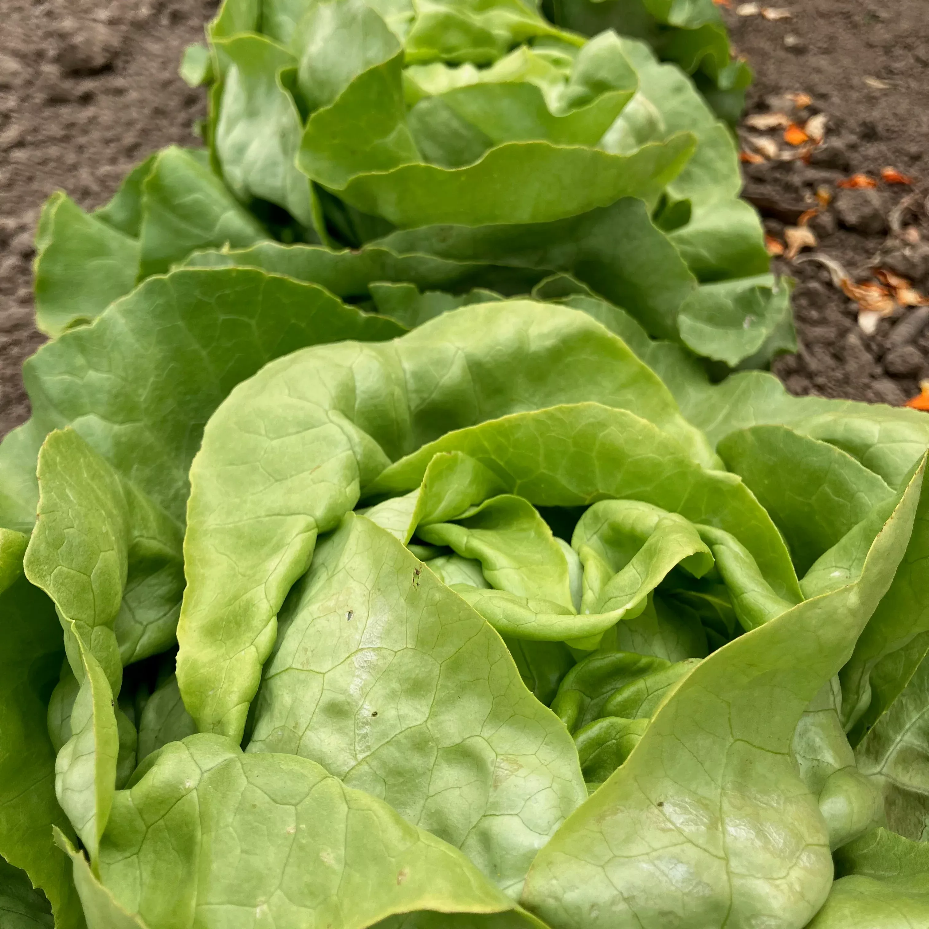 Lettuce ⁃ Organic Seed Nancy
