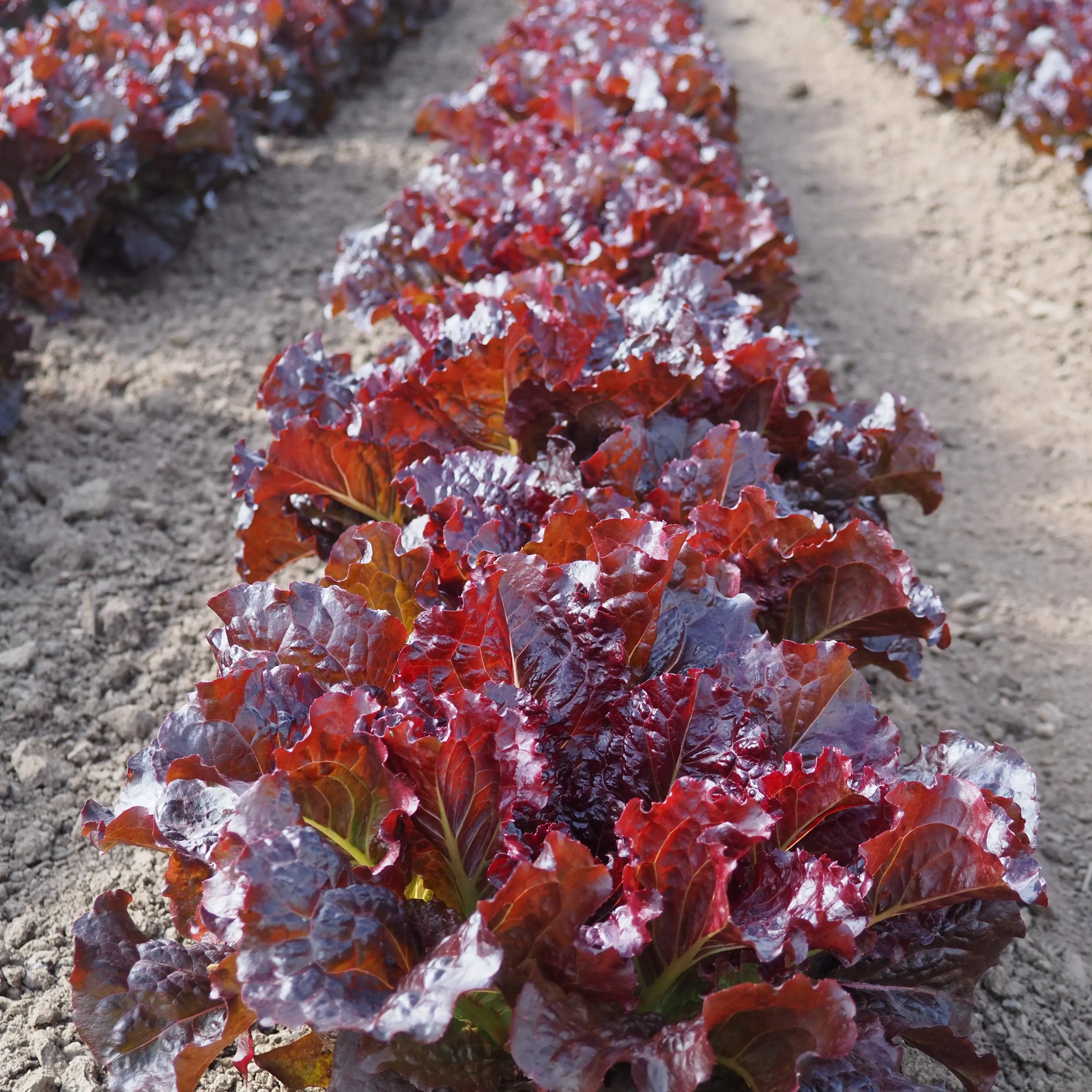 Lettuce ⁃ Organic Seed Outredgeous