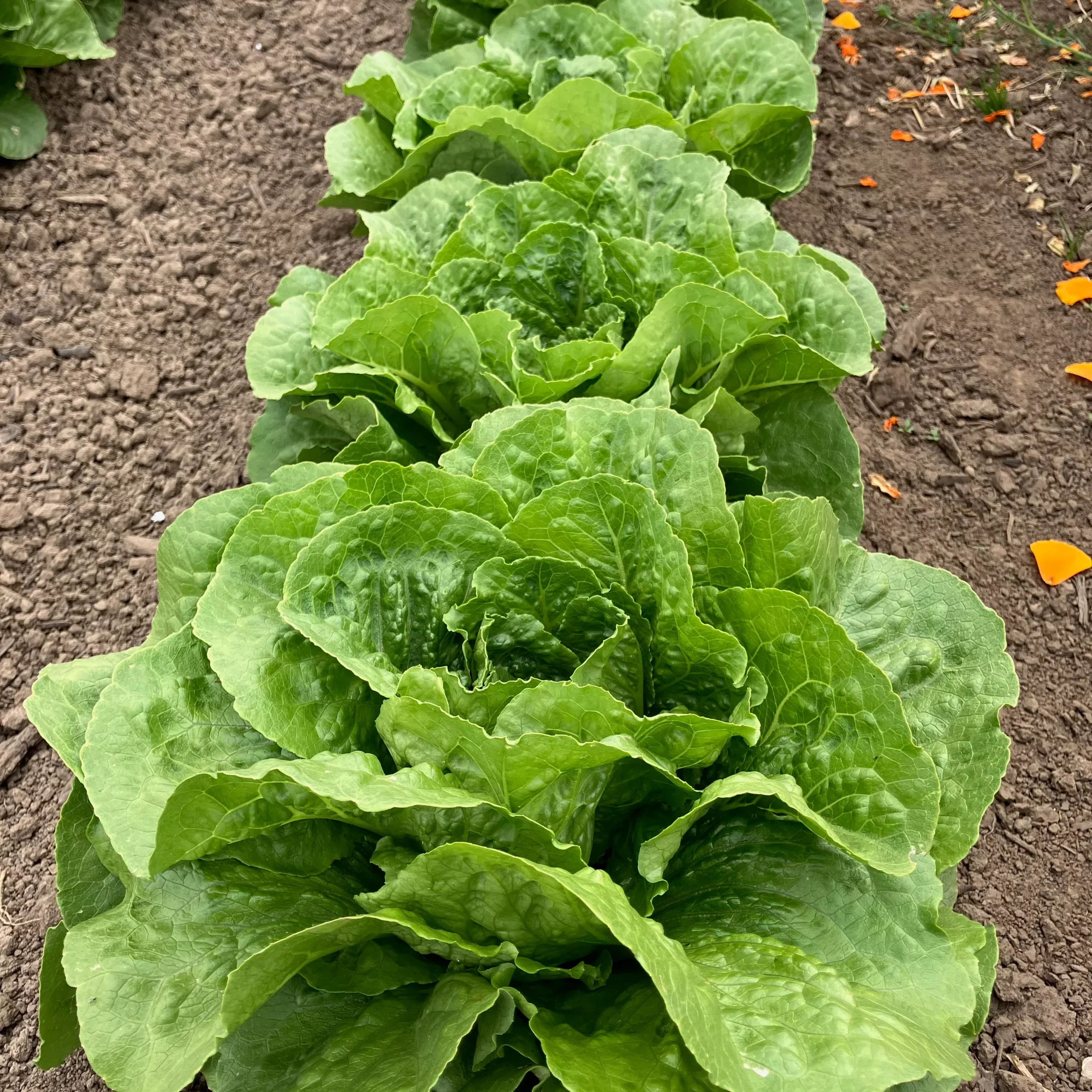 Lettuce ⁃ Organic Seed Parris Island