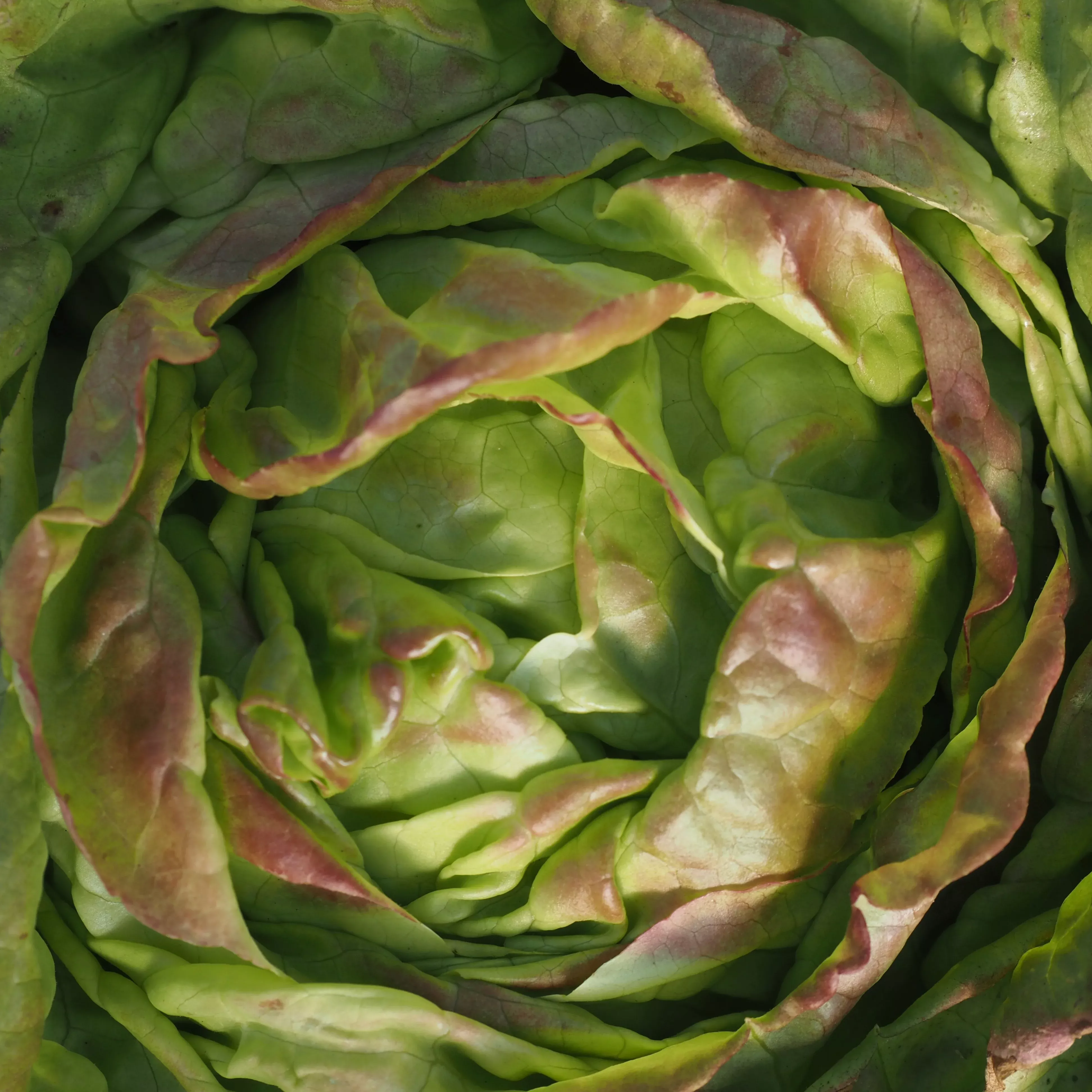 Lettuce ⁃ Organic Seed Pirat Butterhead