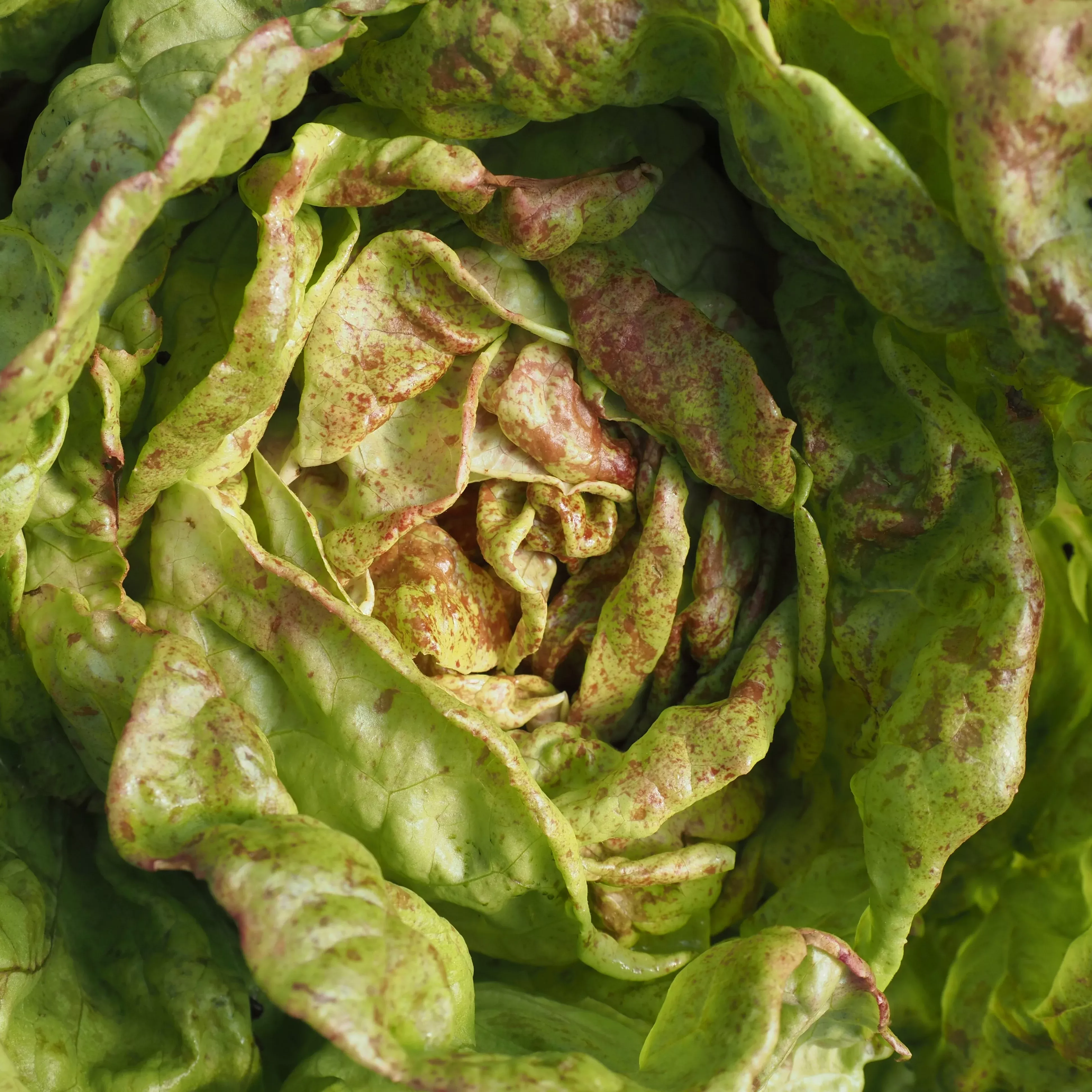 Lettuce ⁃ Organic Seed Speckled Amish Bibb