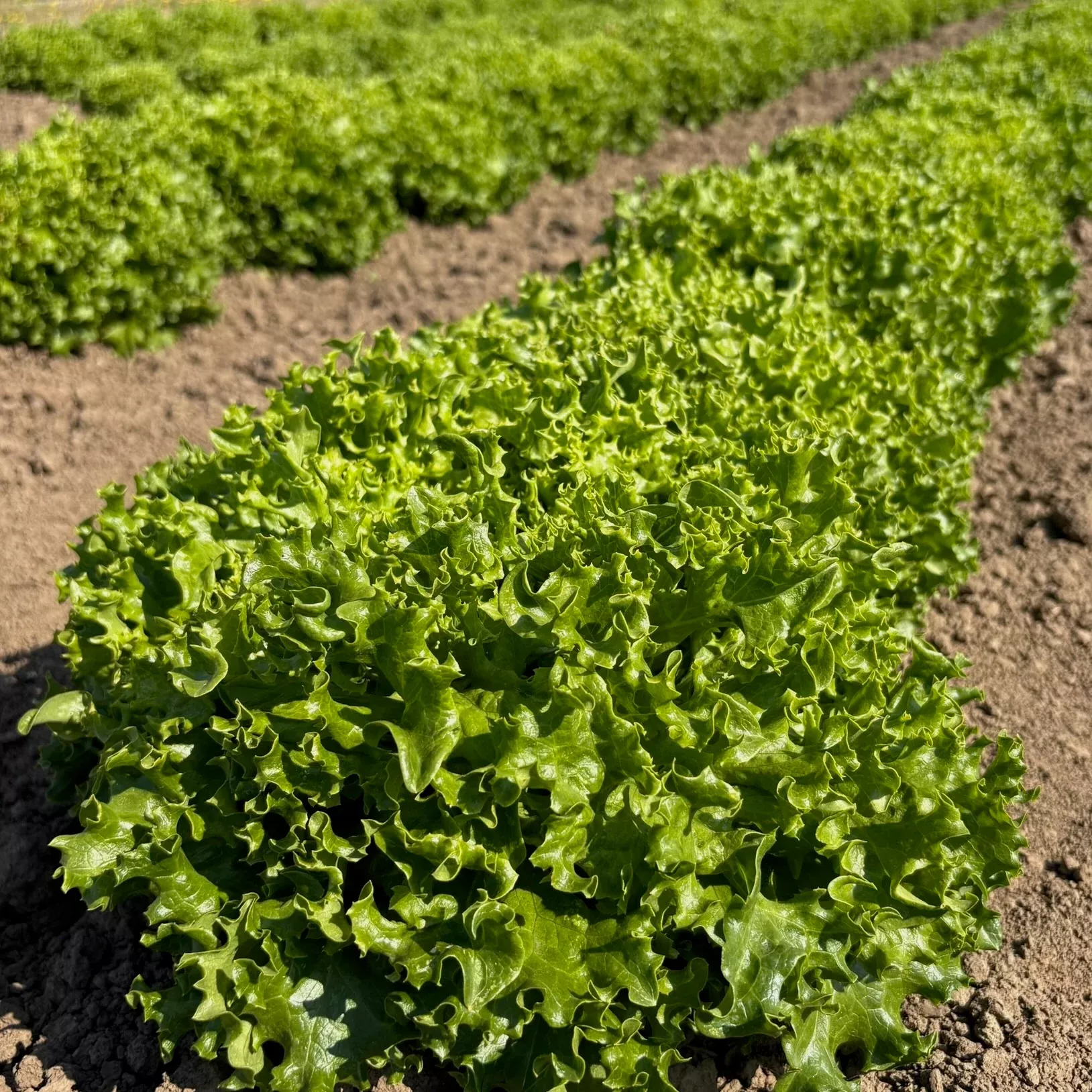 Lettuce ⁃ Organic Seed Tango