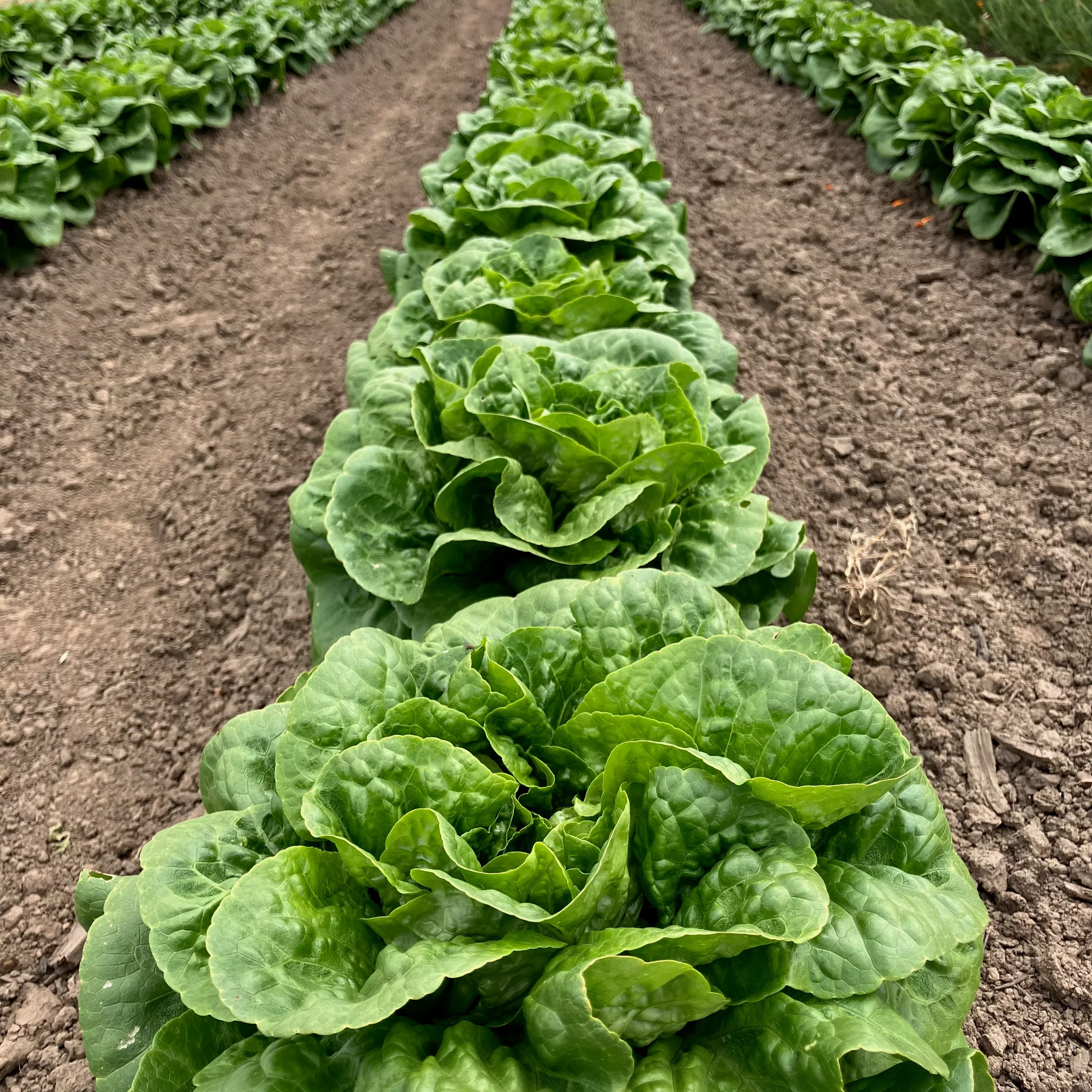 Lettuce ⁃ Organic Seed Winter Density
