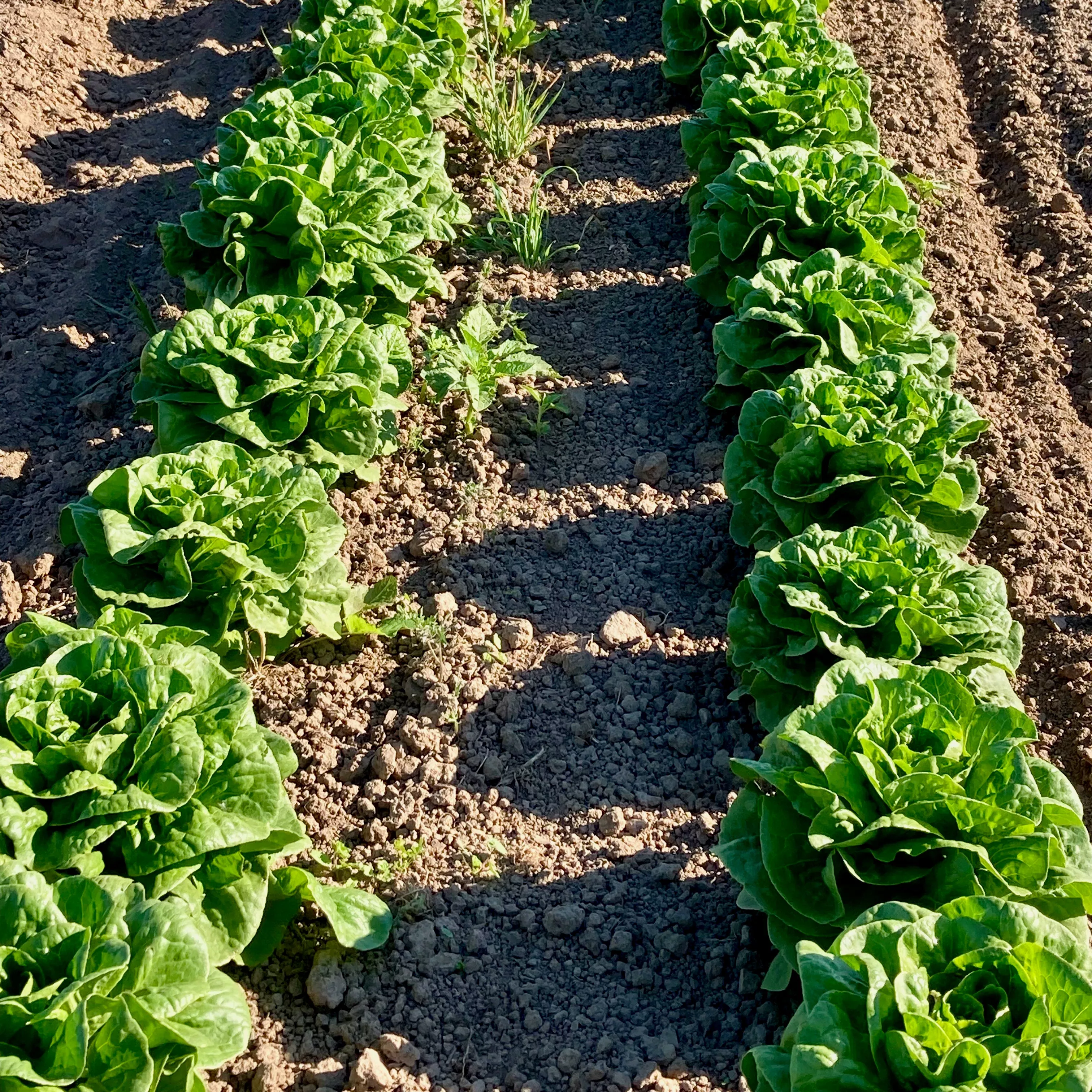 Lettuce ⁃ Organic Seed Winter Wonderland
