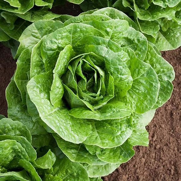 Lettuce Romaine Parris Island Cos Seeds