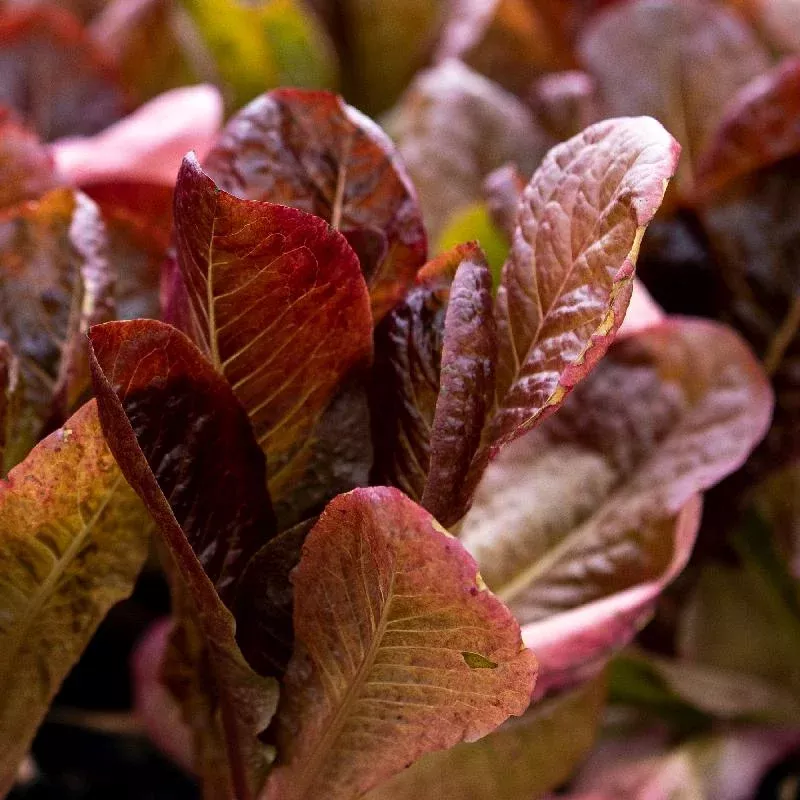 Lettuce Romaine Red Seeds