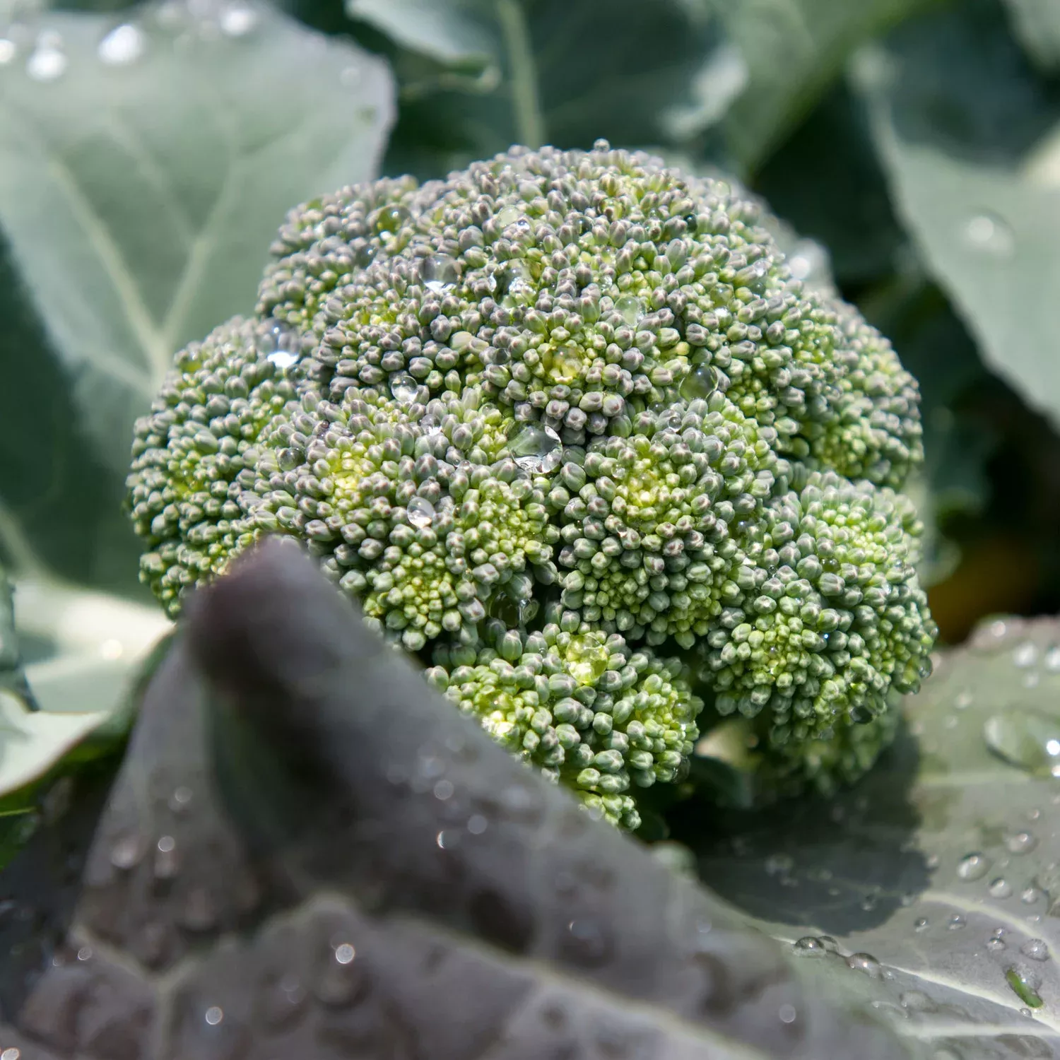 Lieutenant Broccoli (2 Pack)