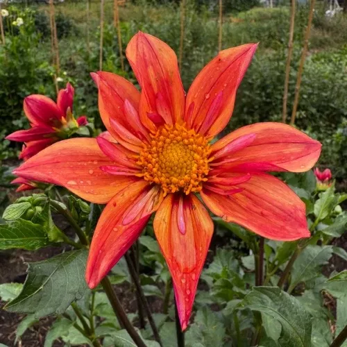 'Lil' Wyatt' Dahlia (Collarette)