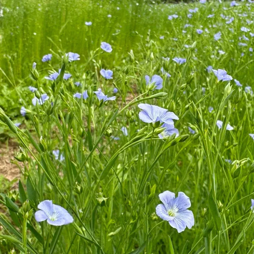 Linore Flax
