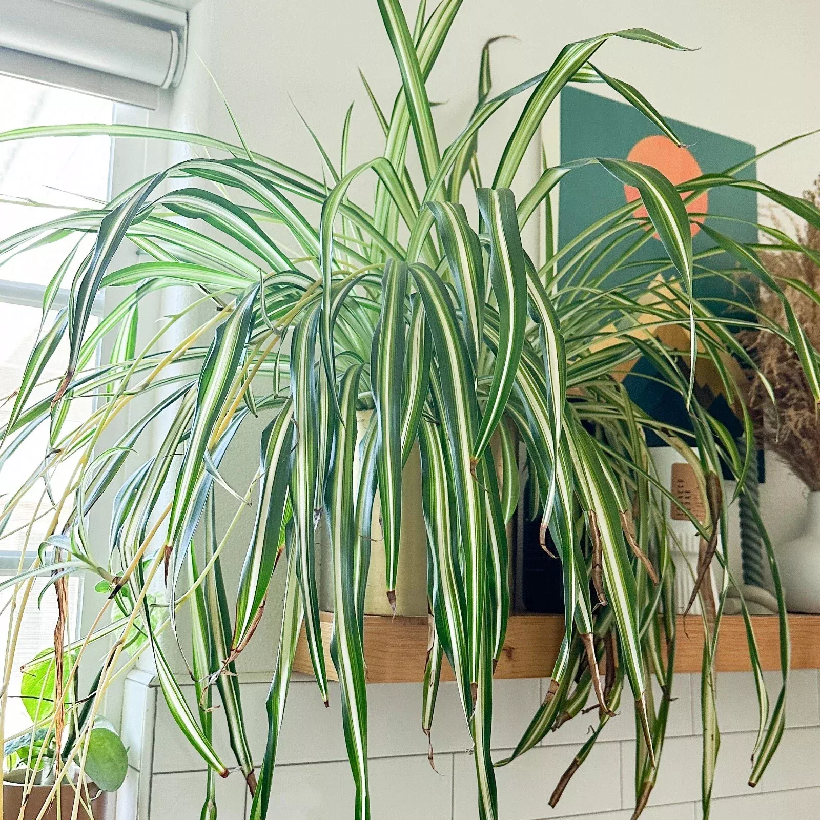 Live Spider Plant Cuttings - Fully Rooted 'Chlorophytum comosum' - Ready to Plant Indoor Houseplant