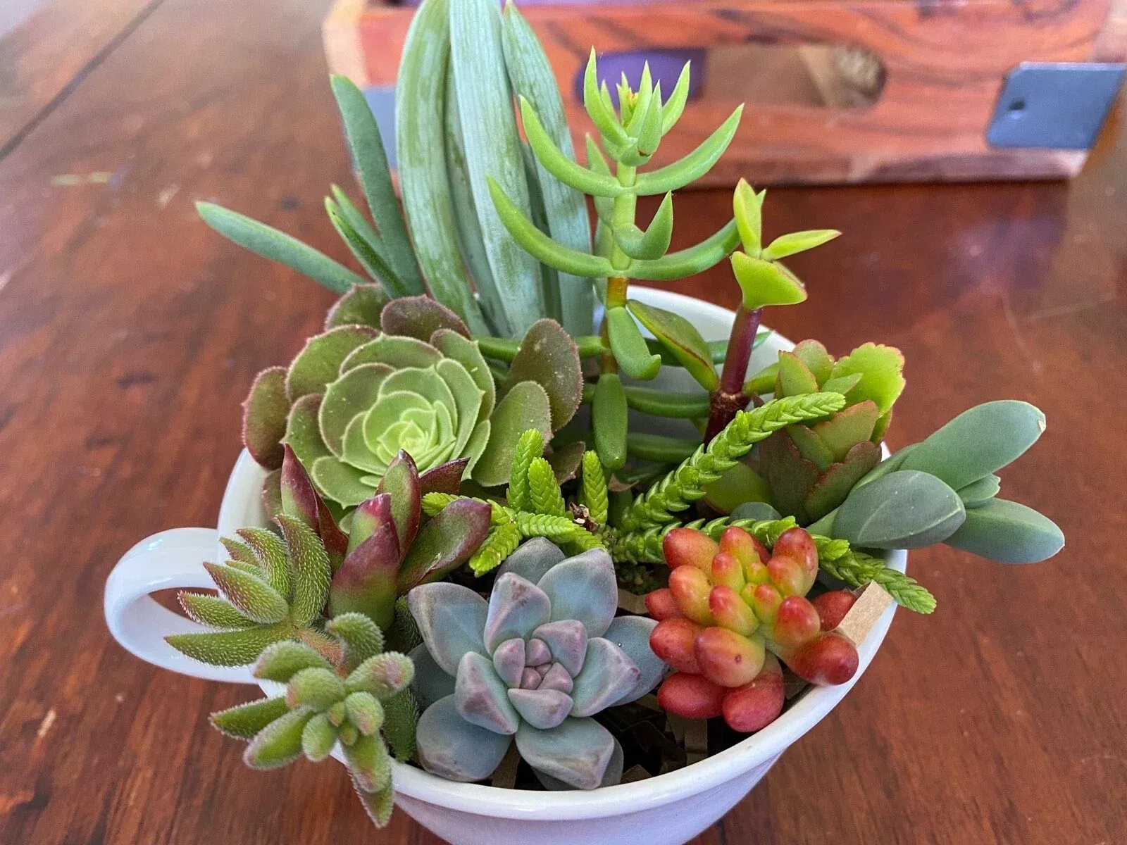 Live Succulent Cuttings Set - 12 Assorted Varieties for Garden - Cactus Plants - Ideal for DIY Terrariums and Arrangements